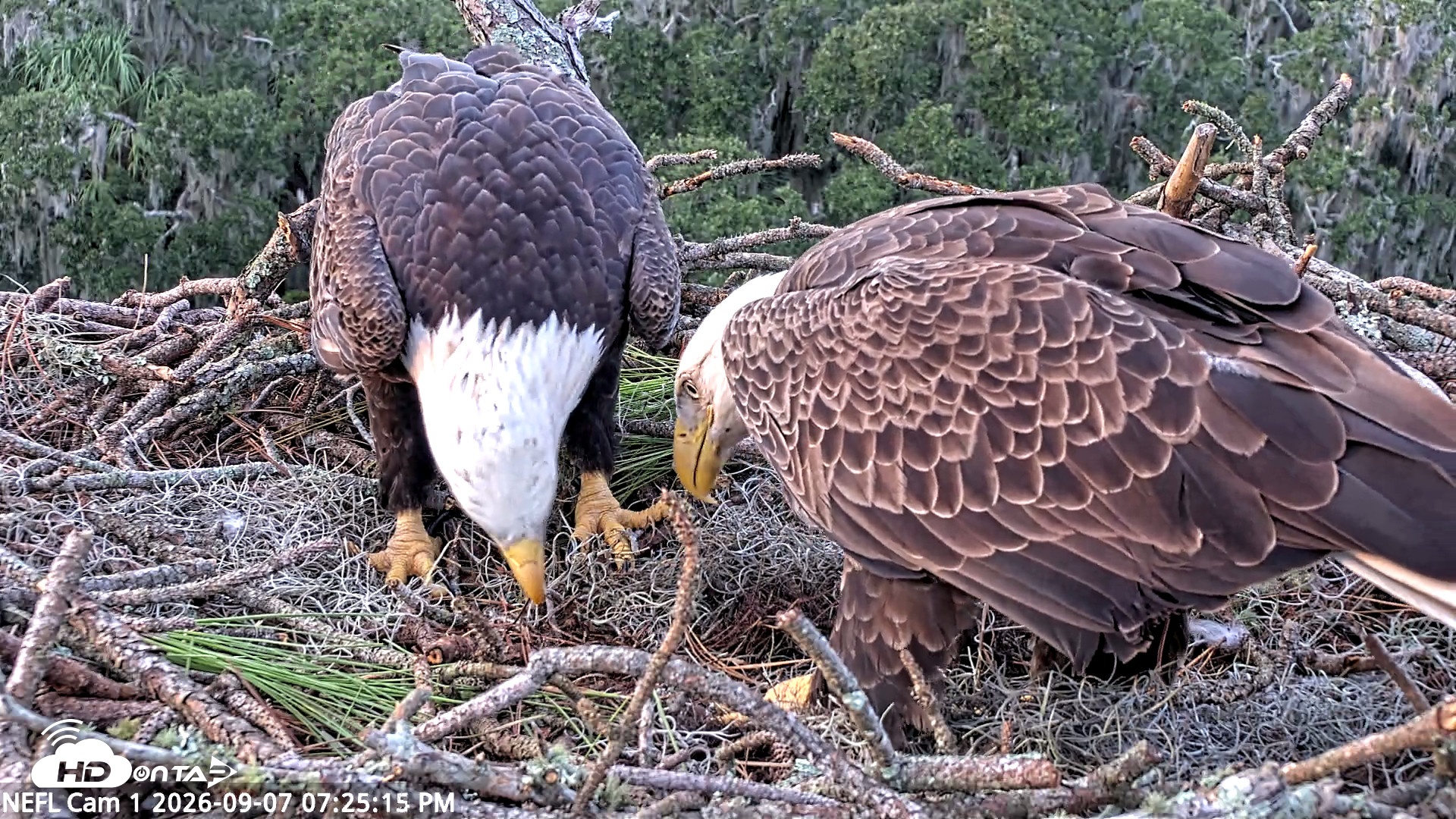 Snapshot of NE Florida Eagles Live Webcam taken Sep 7, 2026, 7:26pm EDT