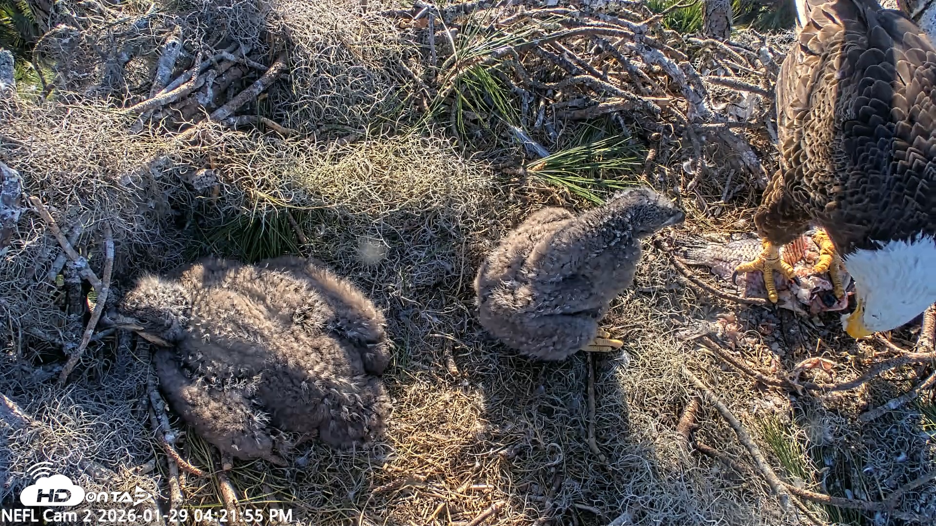 Snapshot of NE Florida Eagles Live Webcam taken Jan 29, 2026, 4:22pm EST