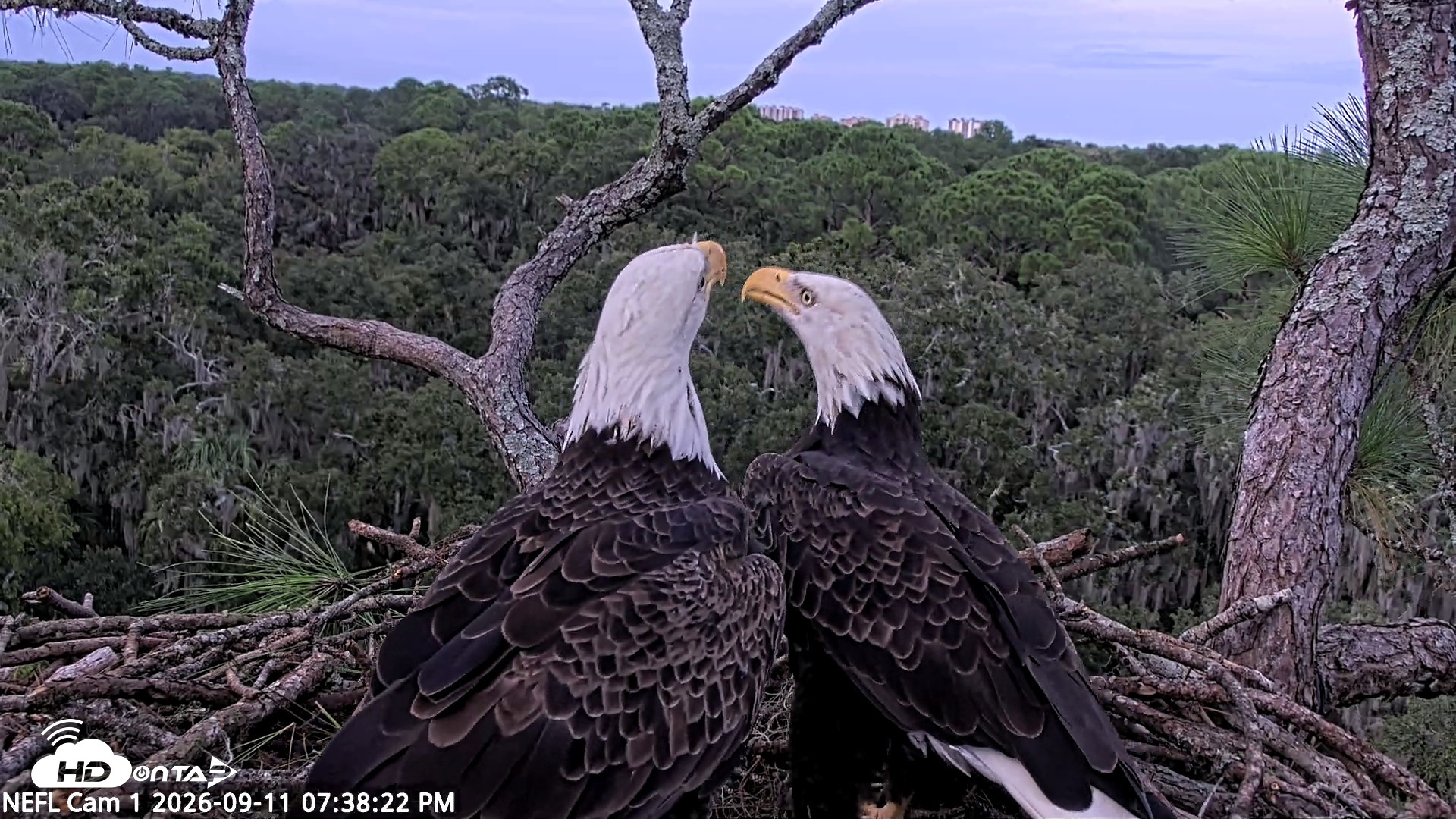 Snapshot of NE Florida Eagles Live Webcam taken Sep 11, 2026, 7:39pm EDT