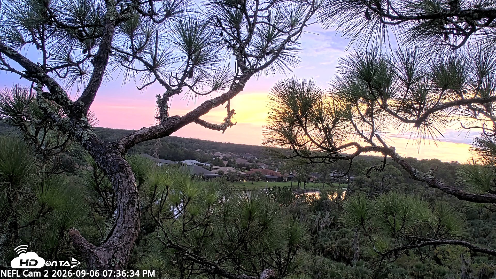 Snapshot of NE Florida Eagles Live Webcam taken Sep 6, 2026, 7:37pm EDT