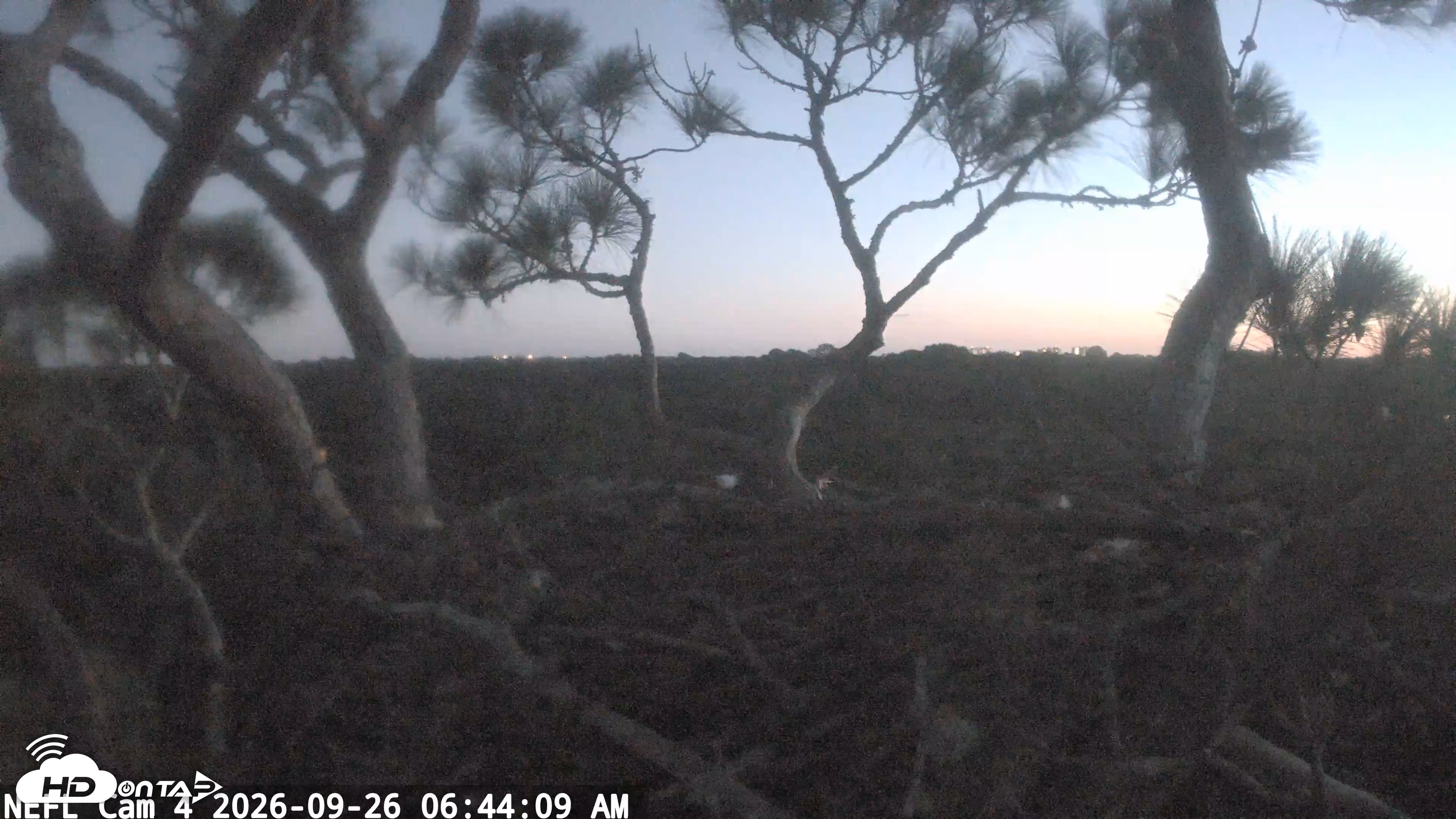Snapshot of NE Florida Eagles Live Webcam taken Sep 26, 2026, 6:45am EDT