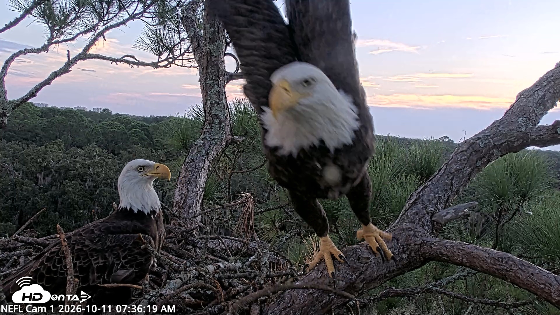 Snapshot of NE Florida Eagles Live Webcam taken Oct 11, 2026, 7:37am EDT