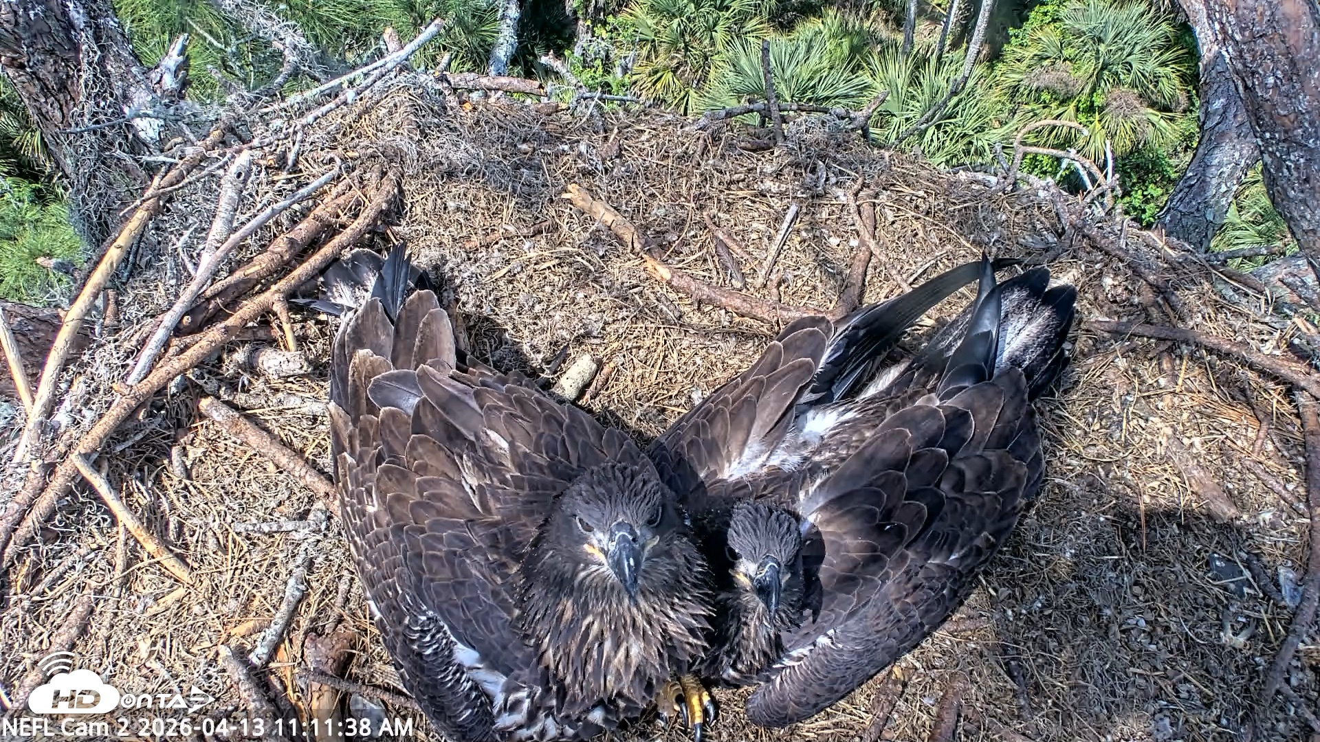 Snapshot of NE Florida Eagles Live Webcam taken Apr 13, 2026, 11:12am EDT