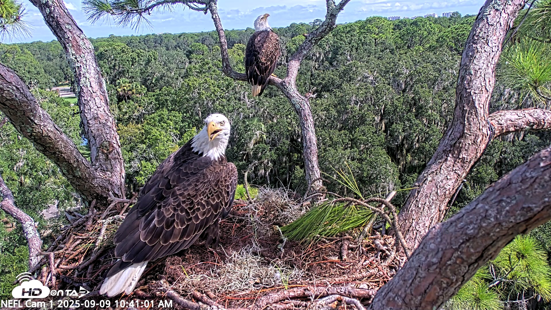 Snapshot of NE Florida Eagles Live Webcam taken Sep 9, 2025, 10:41am EDT