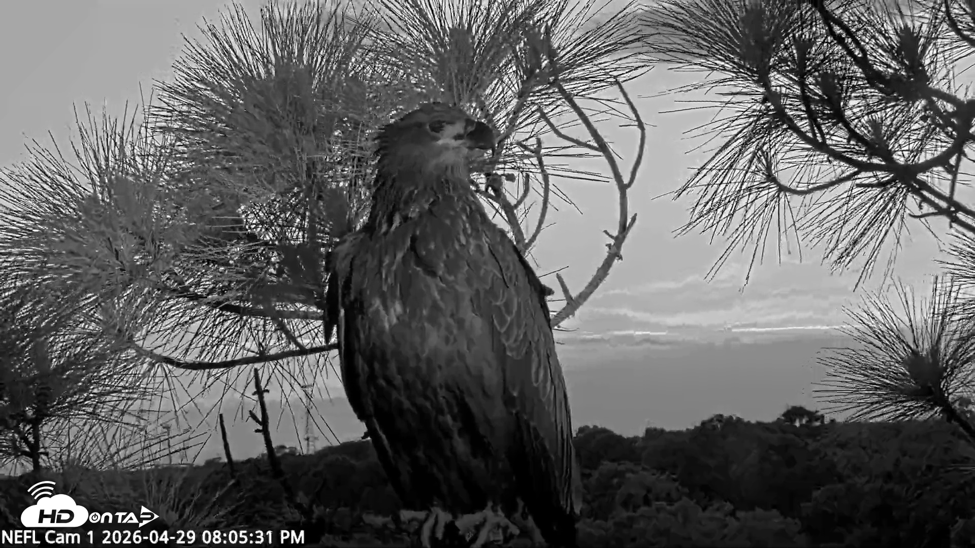 Snapshot of NE Florida Eagles Live Webcam taken Apr 29, 2026, 8:06pm EDT