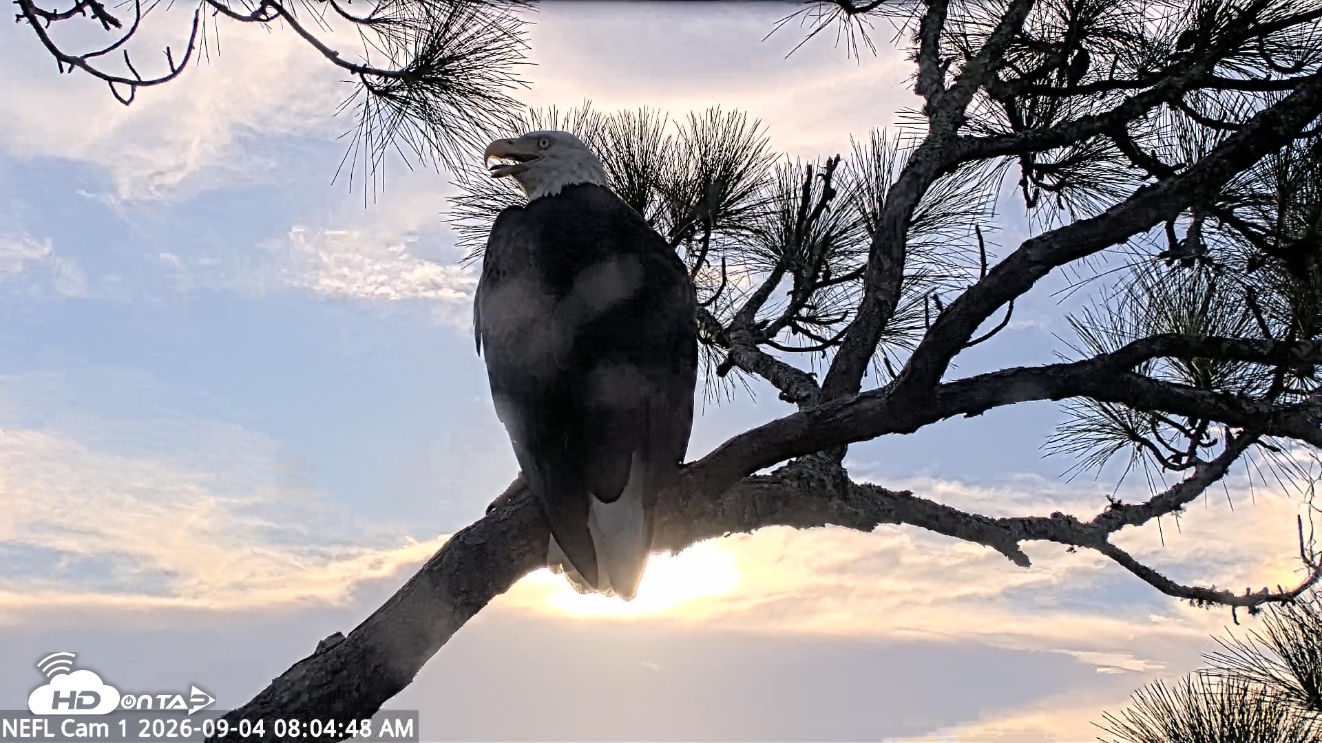 Snapshot of NE Florida Eagles Live Webcam taken Sep 4, 2026, 8:05am EDT