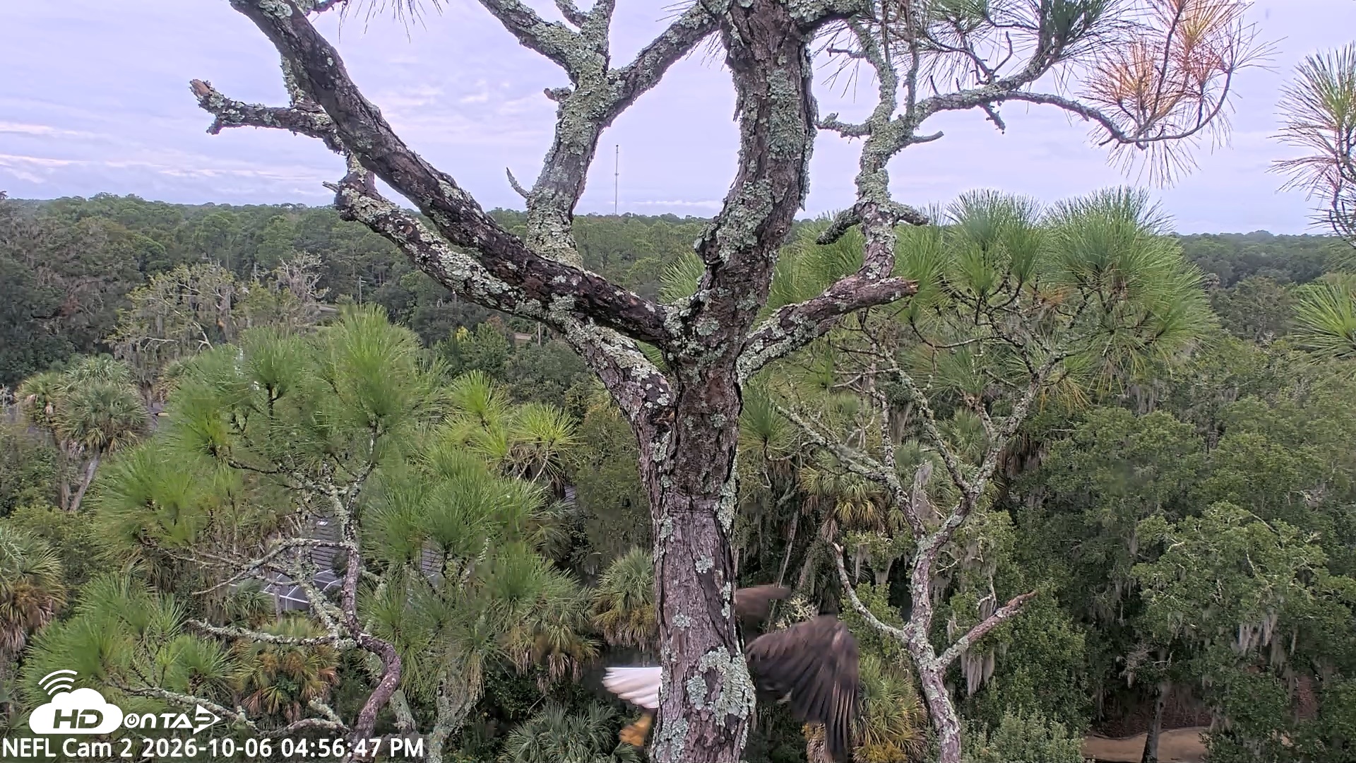 Snapshot of NE Florida Eagles Live Webcam taken Oct 6, 2026, 4:57pm EDT