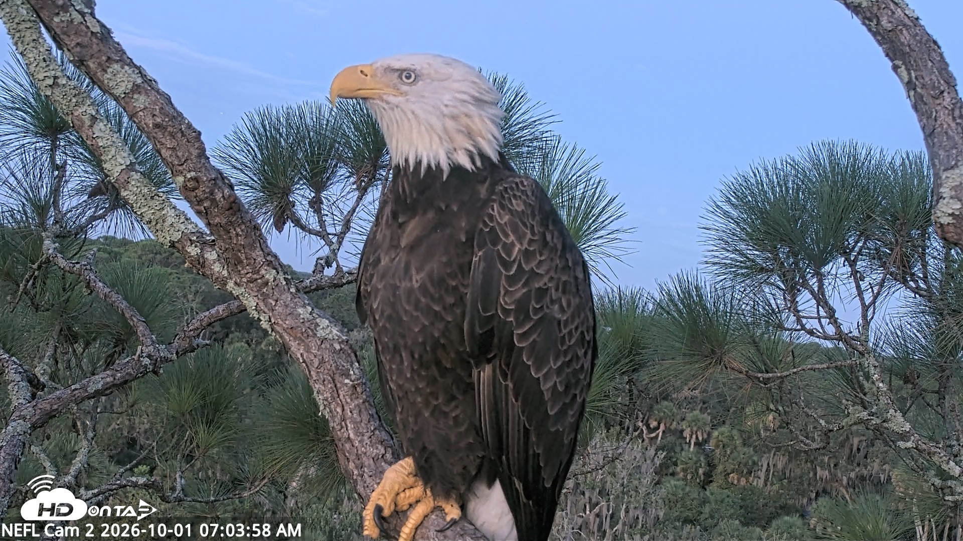 Snapshot of NE Florida Eagles Live Webcam taken Oct 1, 2026, 7:04am EDT