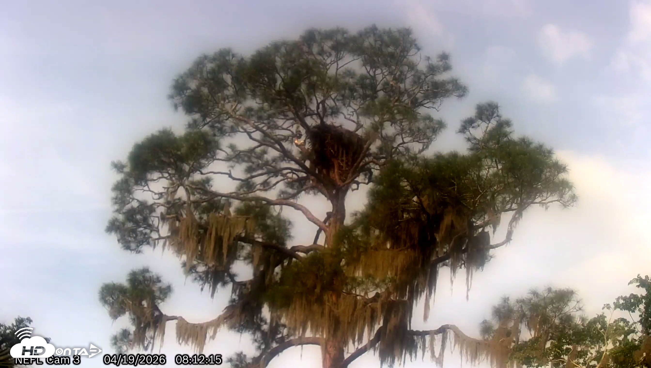 Snapshot of NE Florida Eagles Live Webcam taken Apr 19, 2026, 8:14am EDT