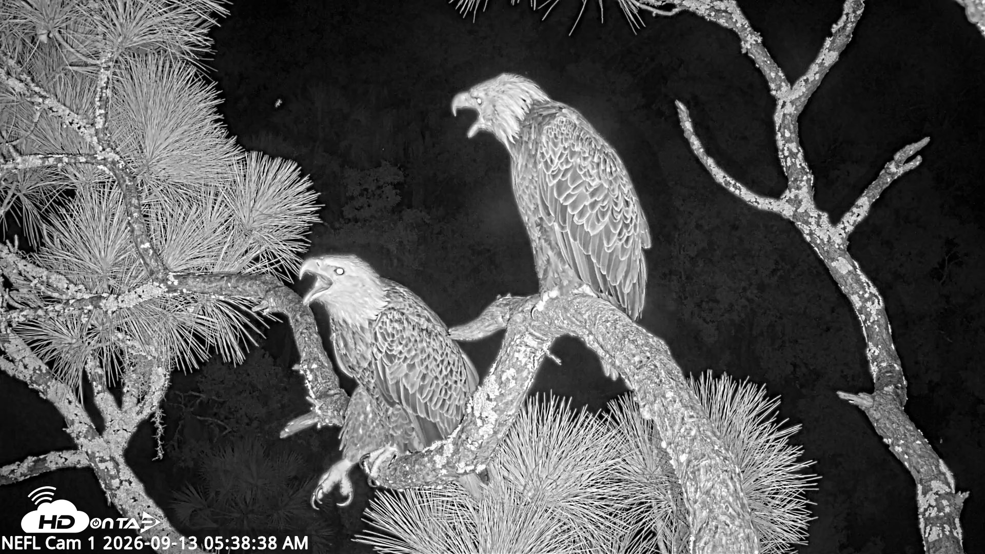 Snapshot of NE Florida Eagles Live Webcam taken Sep 13, 2026, 5:39am EDT