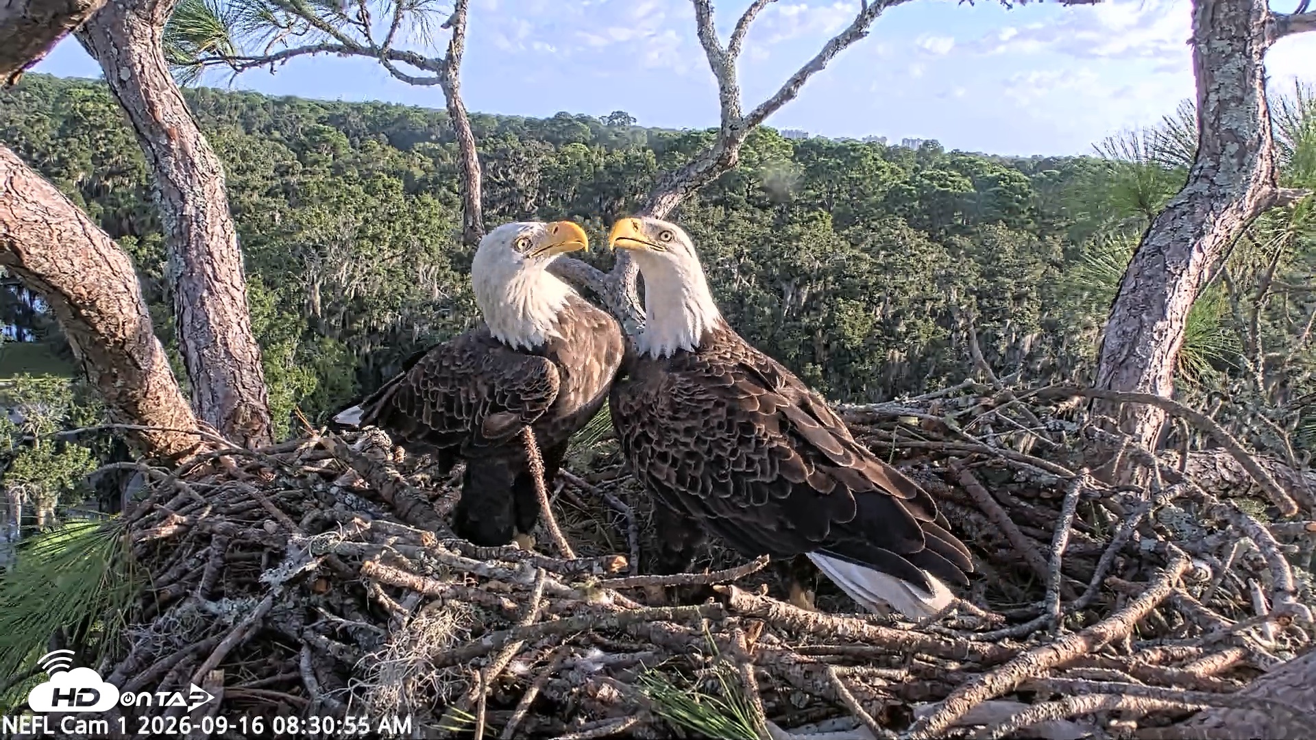 Snapshot of NE Florida Eagles Live Webcam taken Sep 16, 2026, 8:31am EDT