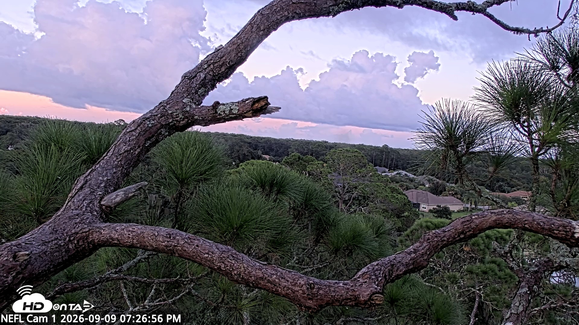 Snapshot of NE Florida Eagles Live Webcam taken Sep 9, 2026, 7:27pm EDT