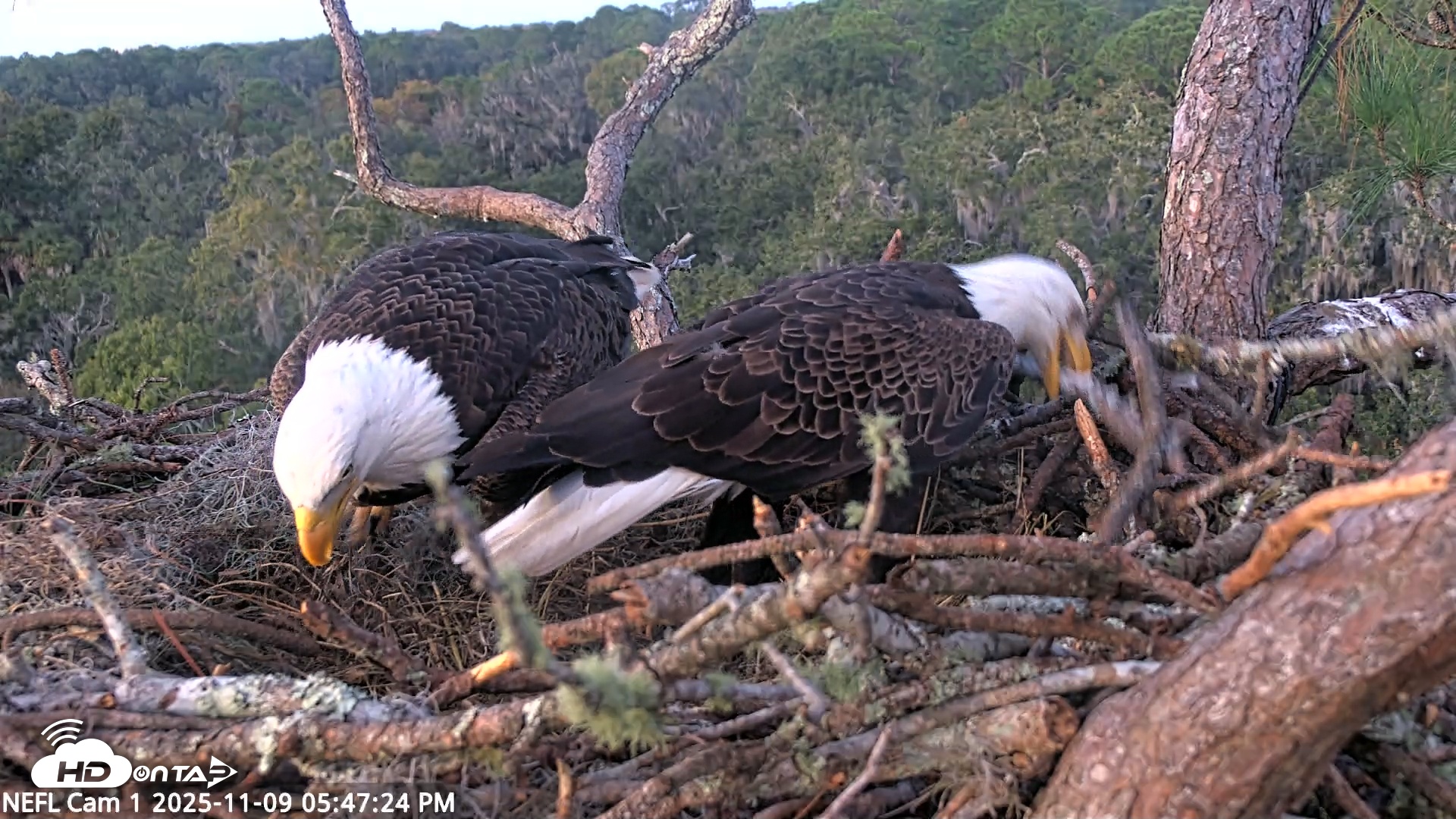 Snapshot of NE Florida Eagles Live Webcam taken Nov 9, 2025, 5:48pm EST