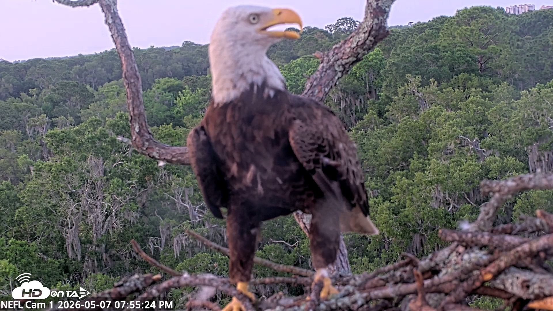 Snapshot of NE Florida Eagles Live Webcam taken May 7, 2026, 7:56pm EDT