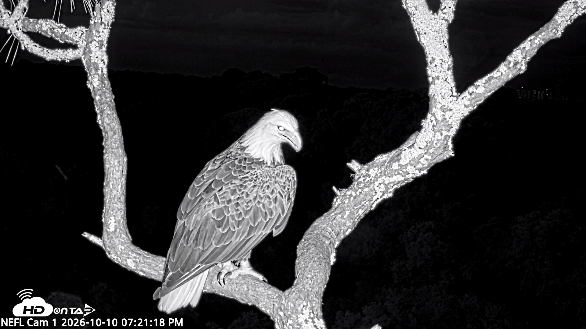 Snapshot of NE Florida Eagles Live Webcam taken Oct 10, 2026, 7:22pm EDT