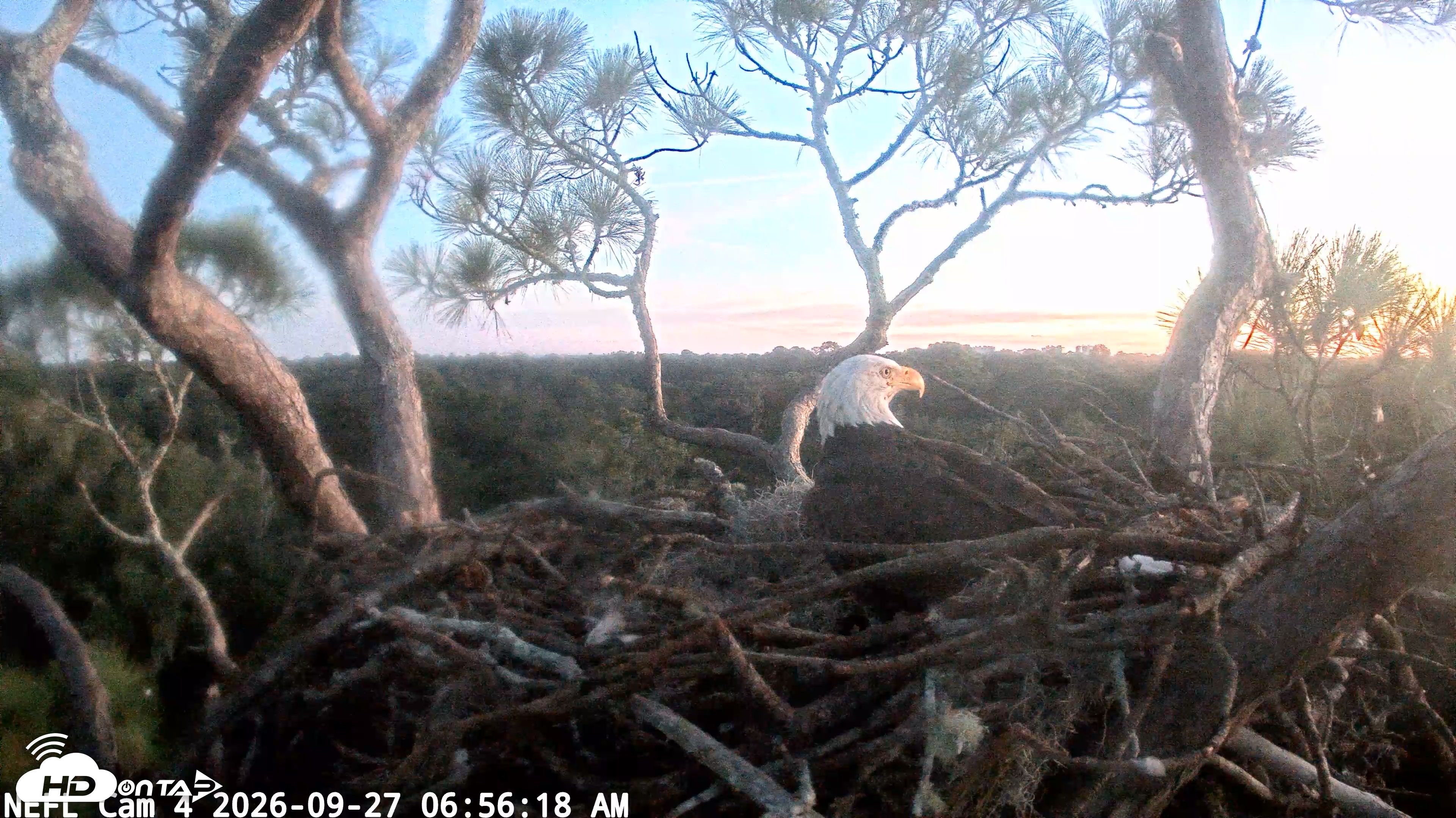 Snapshot of NE Florida Eagles Live Webcam taken Sep 27, 2026, 6:57am EDT
