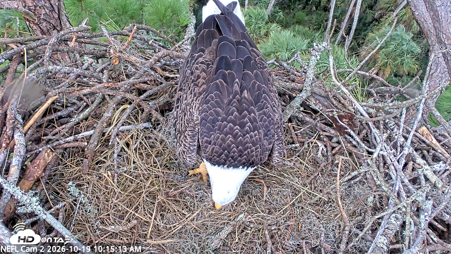 Snapshot of NE Florida Eagles Live Webcam taken Oct 19, 2026, 10:16am EDT
