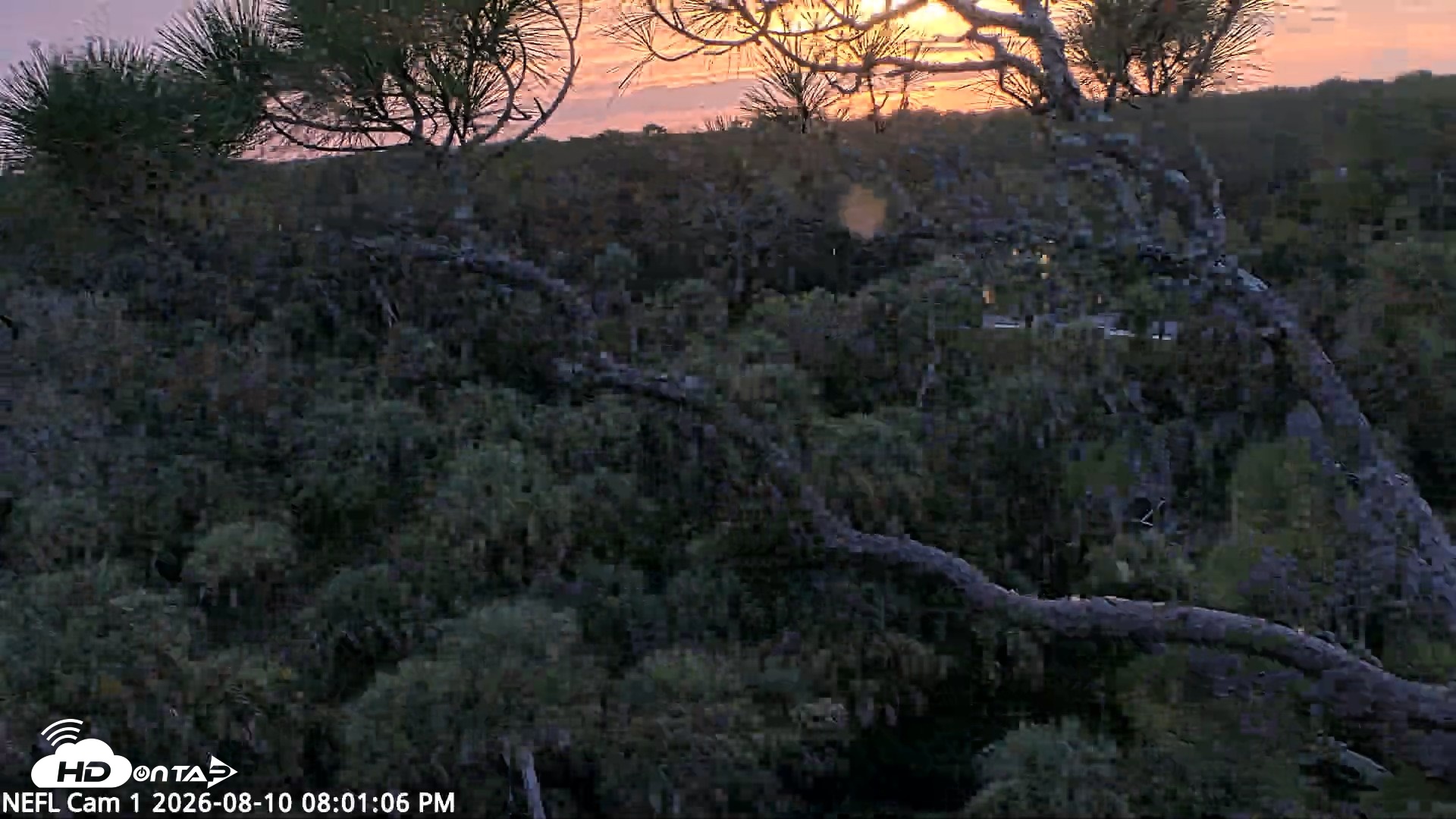 Snapshot of NE Florida Eagles Live Webcam taken Aug 10, 2026, 8:02pm EDT