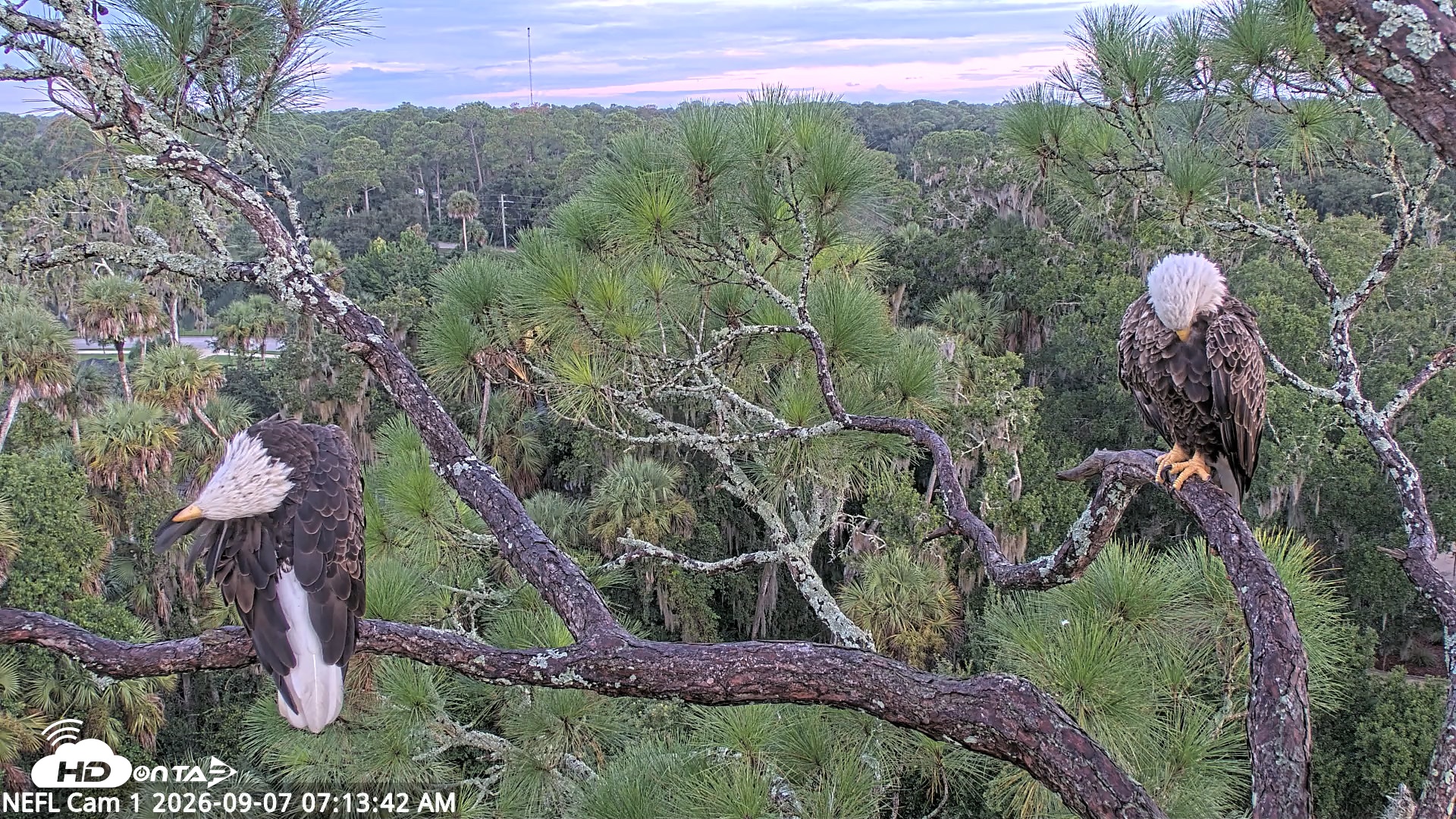 Snapshot of NE Florida Eagles Live Webcam taken Sep 7, 2026, 7:14am EDT