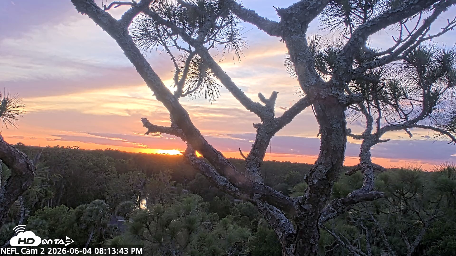 Snapshot of NE Florida Eagles Live Webcam taken Jun 4, 2026, 8:14pm EDT