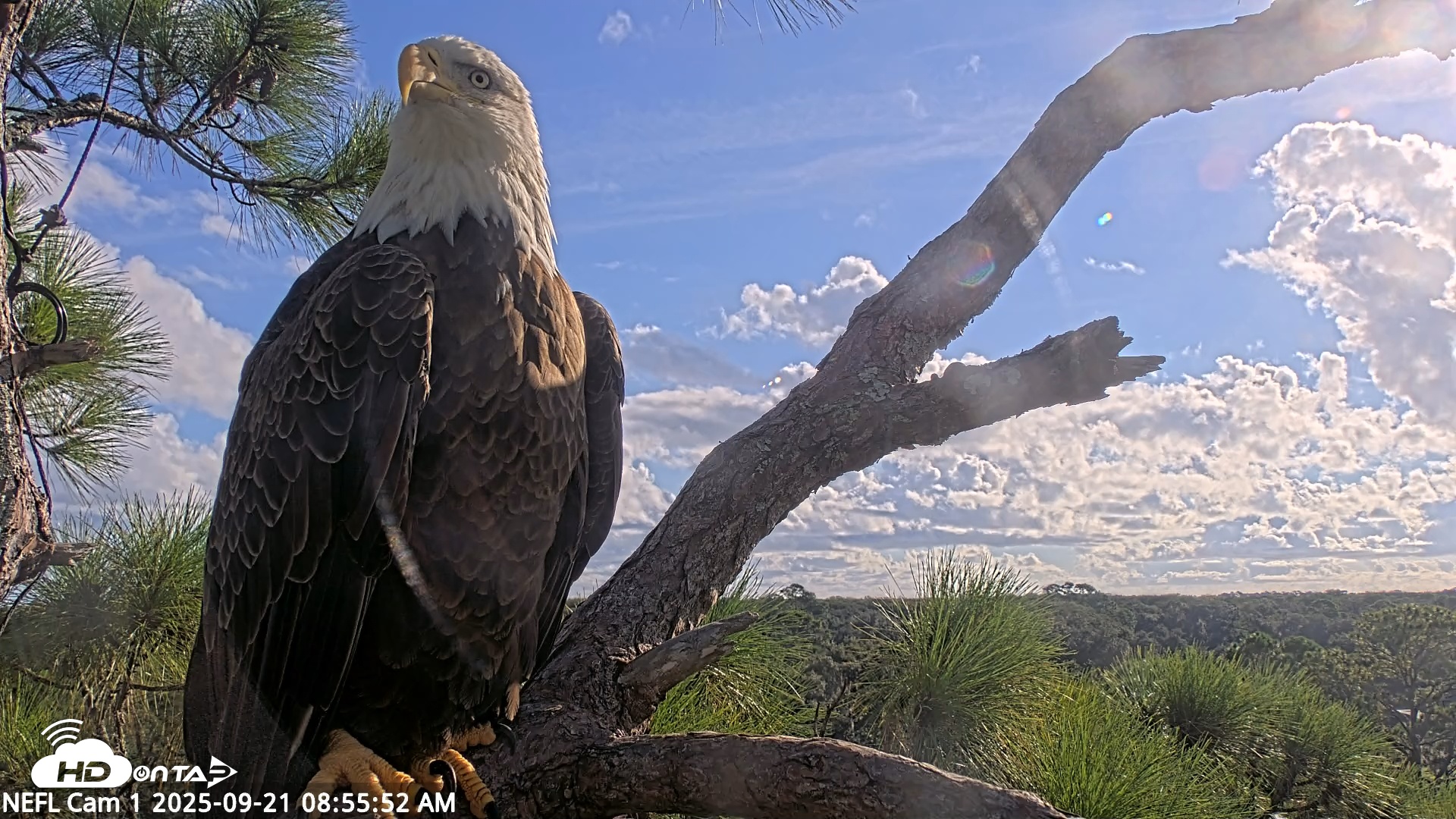 Snapshot of NE Florida Eagles Live Webcam taken Sep 21, 2025, 8:56am EDT
