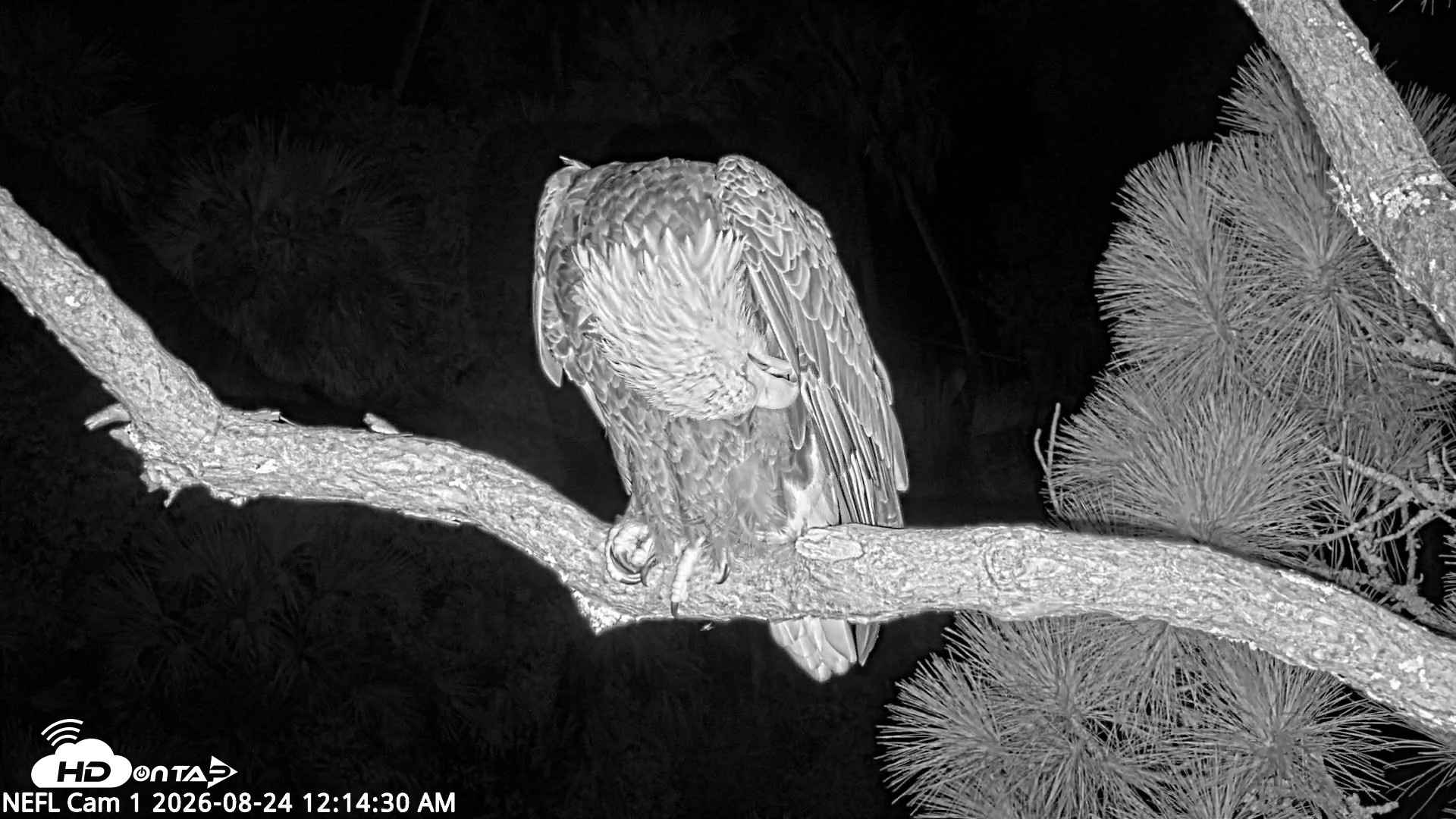 Snapshot of NE Florida Eagles Live Webcam taken Aug 24, 2026, 12:16am EDT