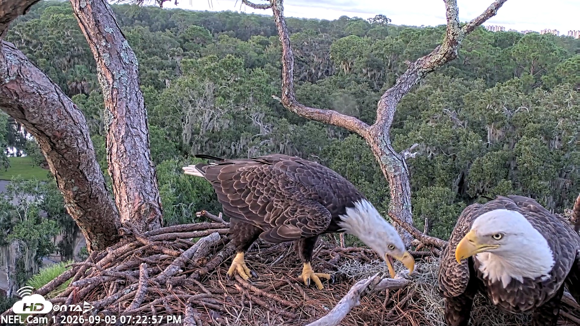 Snapshot of NE Florida Eagles Live Webcam taken Sep 3, 2026, 7:24pm EDT