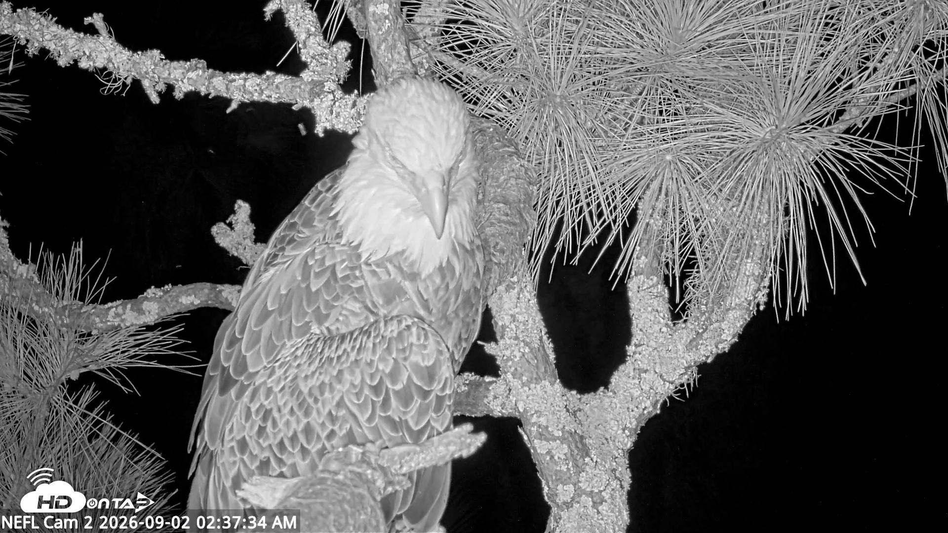 Snapshot of NE Florida Eagles Live Webcam taken Sep 2, 2026, 2:38am EDT