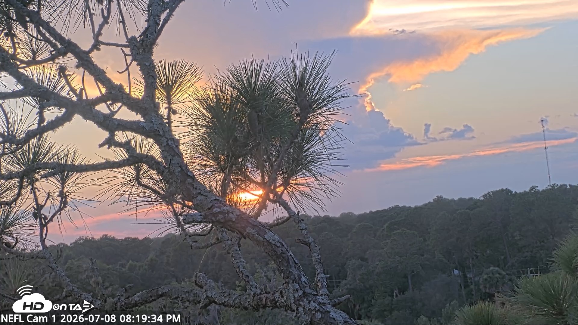 Snapshot of NE Florida Eagles Live Webcam taken Jul 8, 2026, 8:20pm EDT