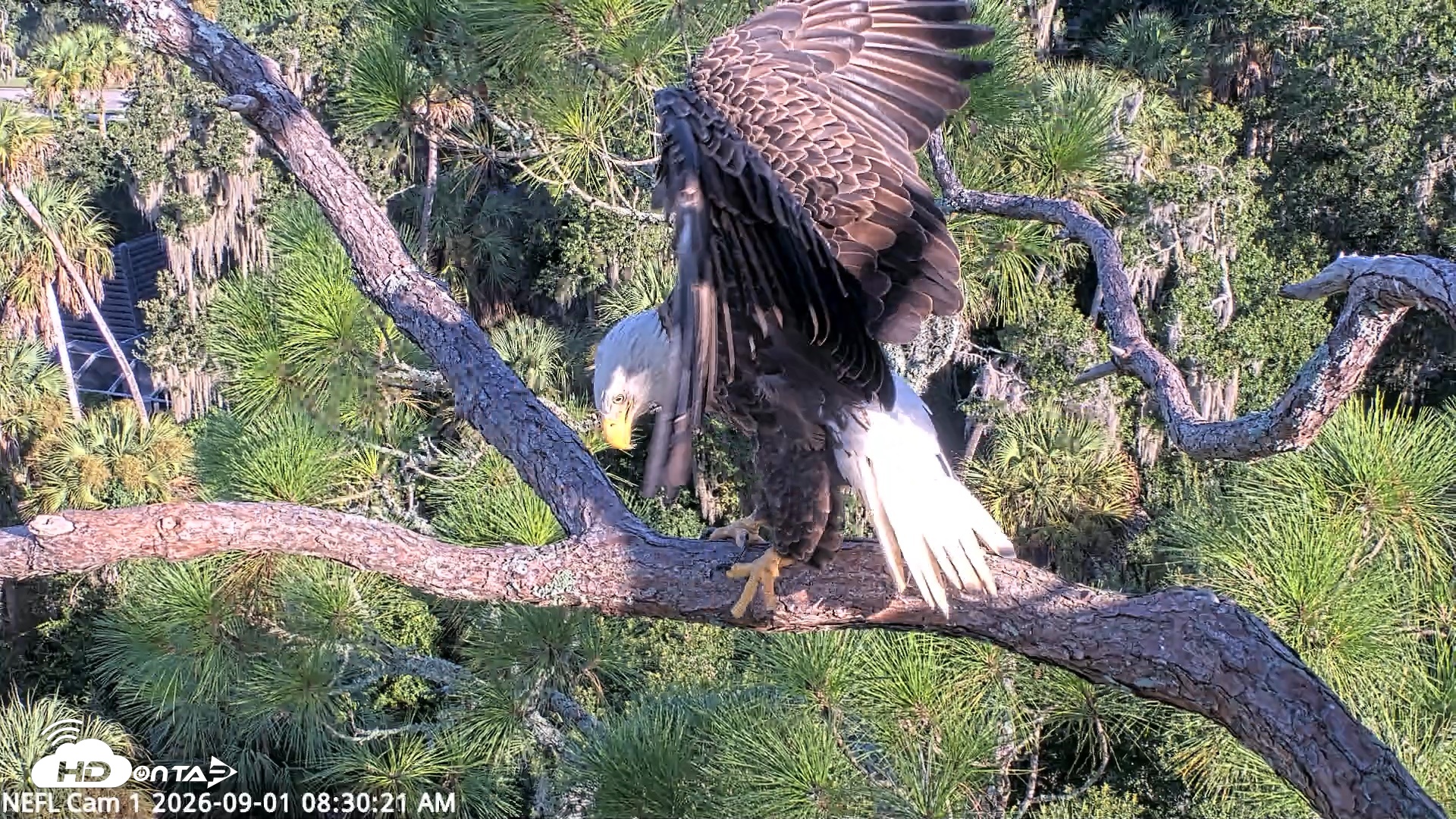Snapshot of NE Florida Eagles Live Webcam taken Sep 1, 2026, 8:31am EDT