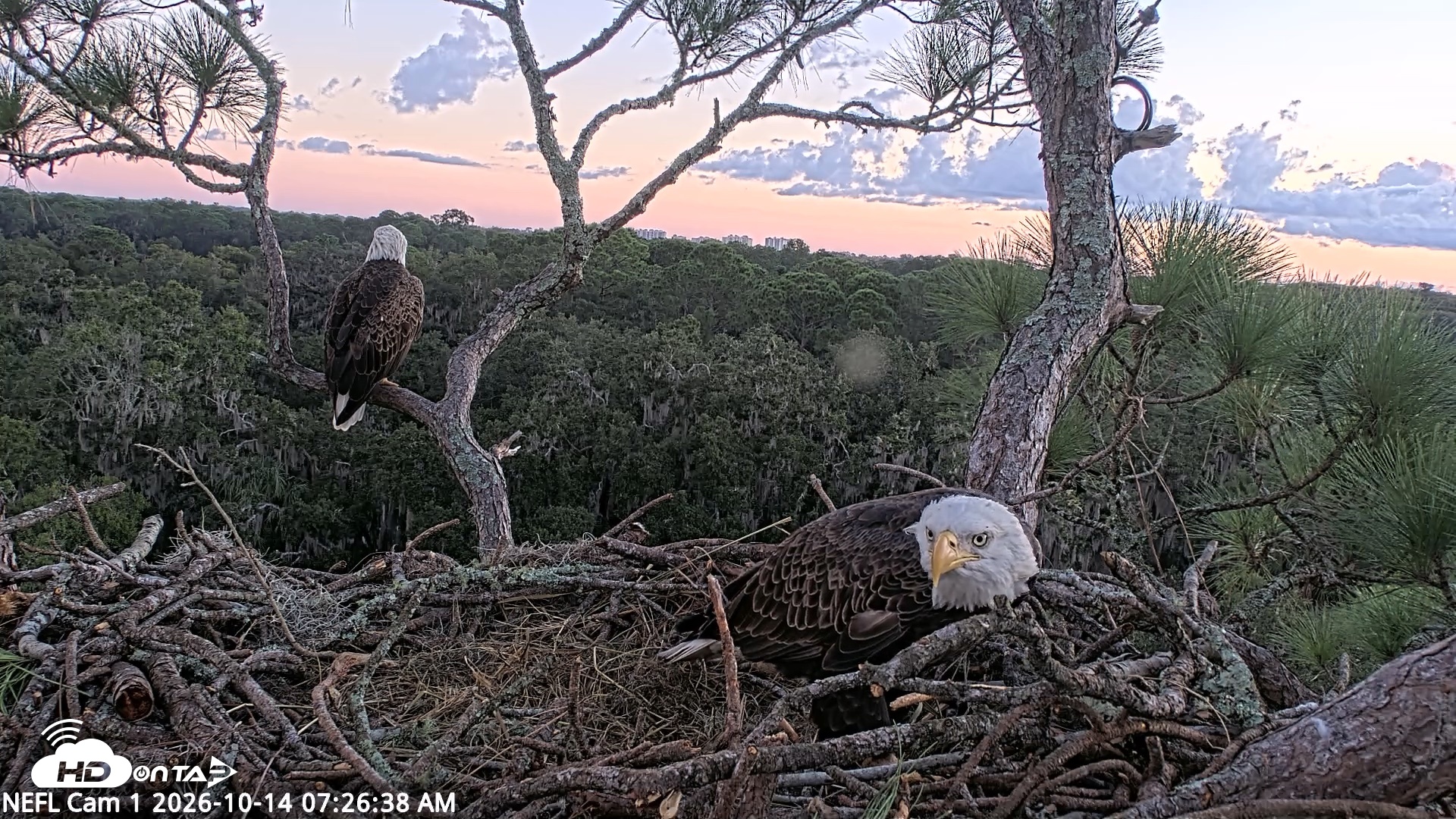Snapshot of NE Florida Eagles Live Webcam taken Oct 14, 2026, 7:27am EDT