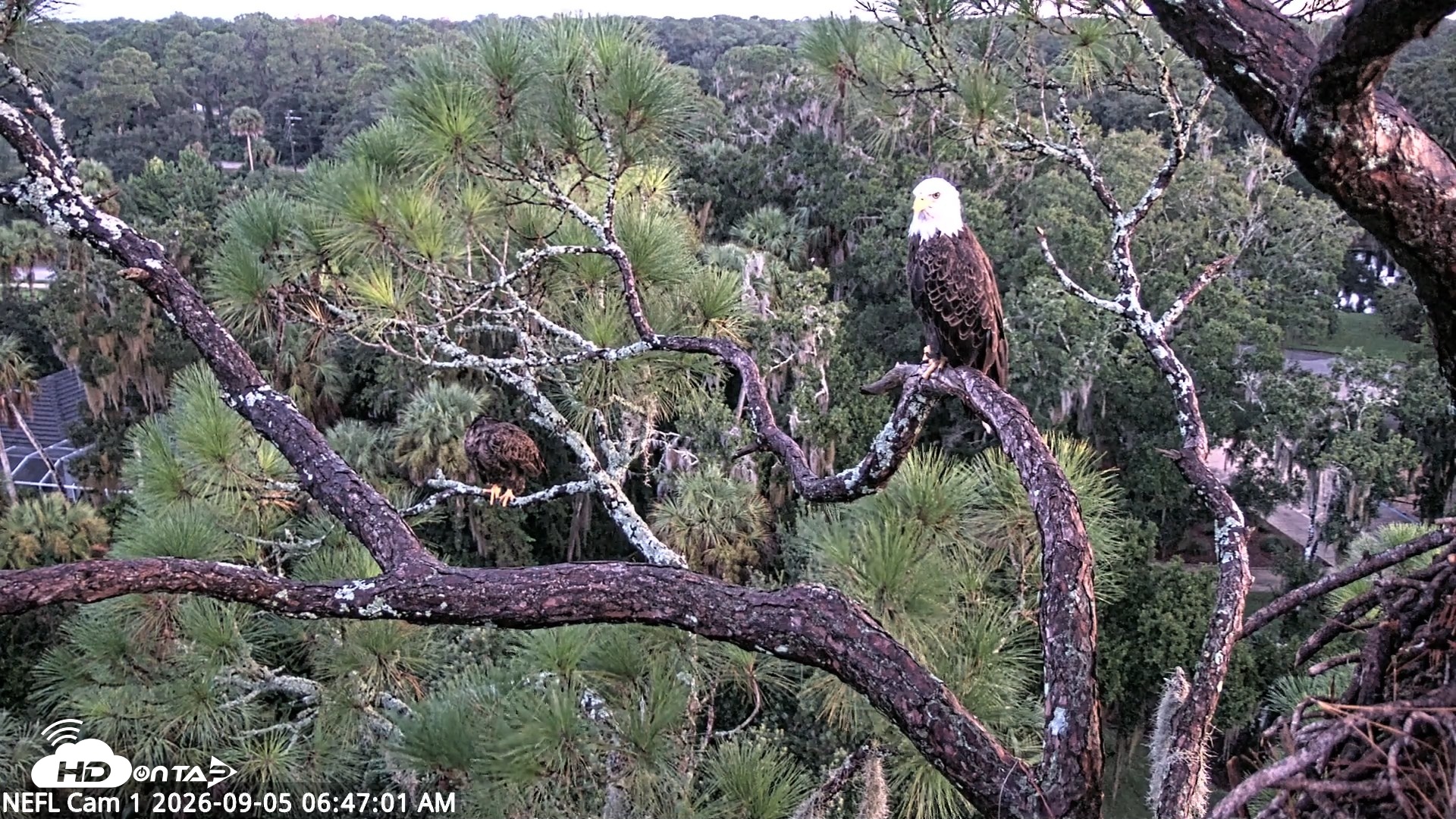 Snapshot of NE Florida Eagles Live Webcam taken Sep 5, 2026, 6:48am EDT