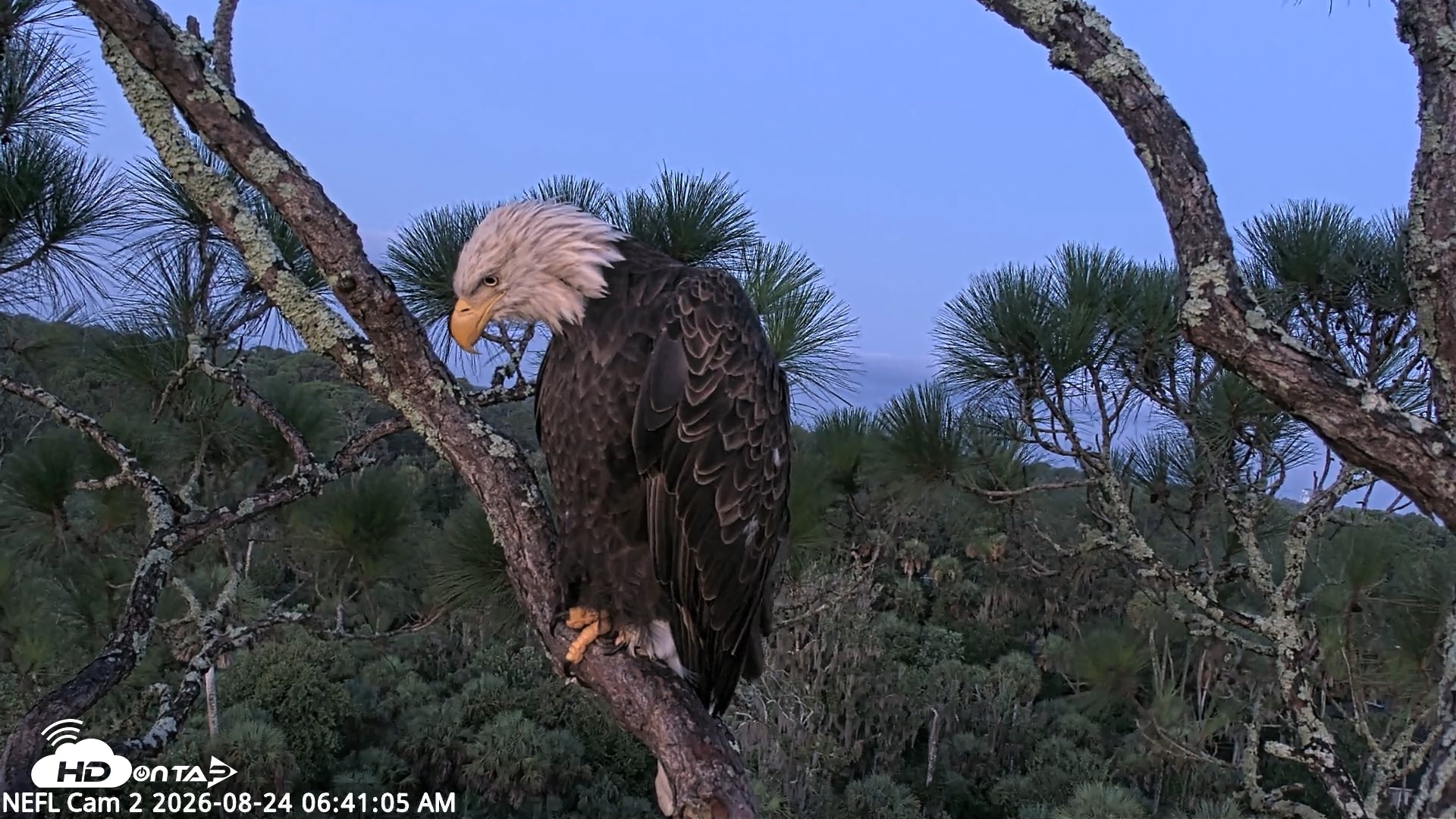 Snapshot of NE Florida Eagles Live Webcam taken Aug 24, 2026, 6:42am EDT