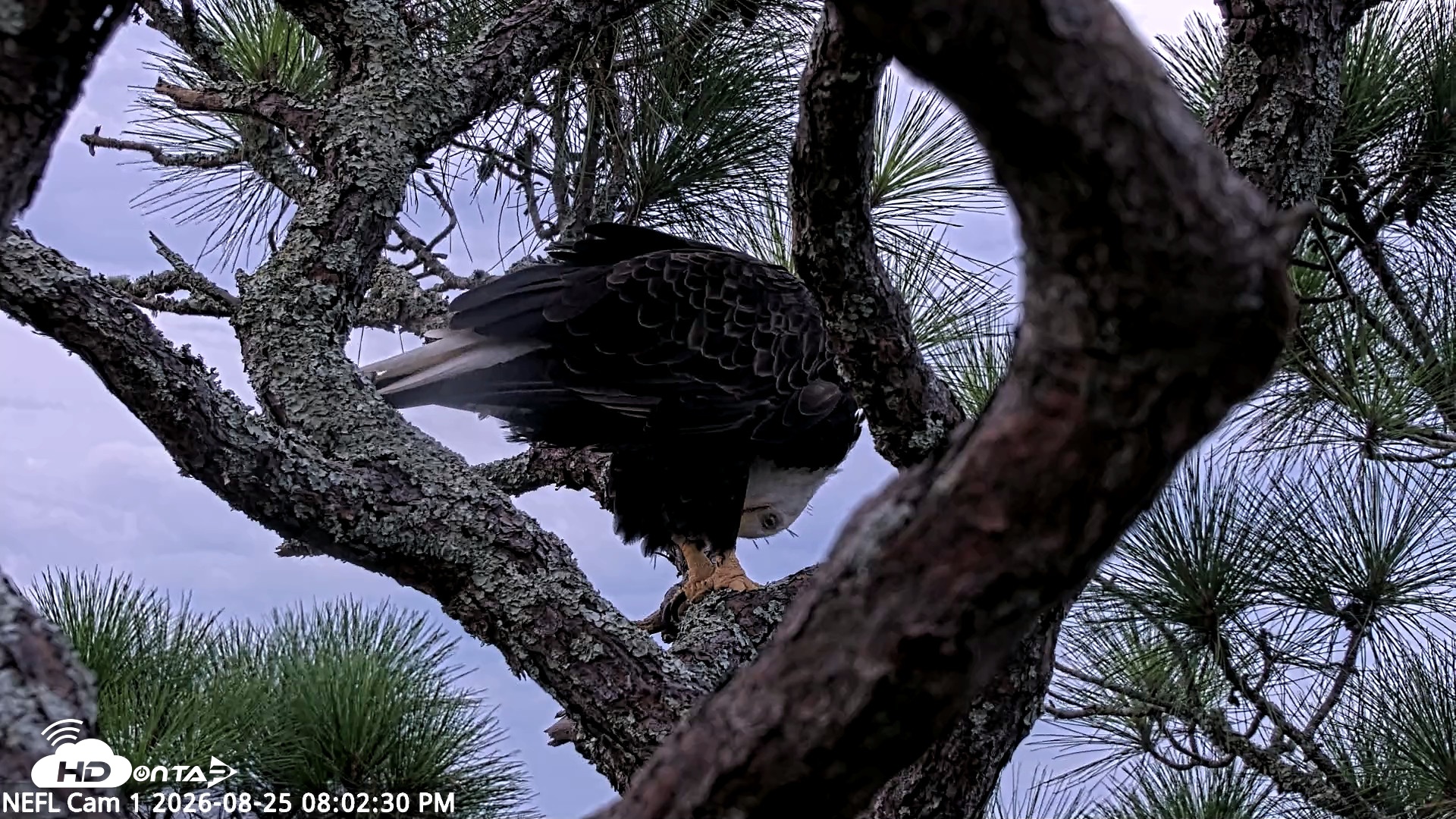 Snapshot of NE Florida Eagles Live Webcam taken Aug 25, 2026, 8:03pm EDT