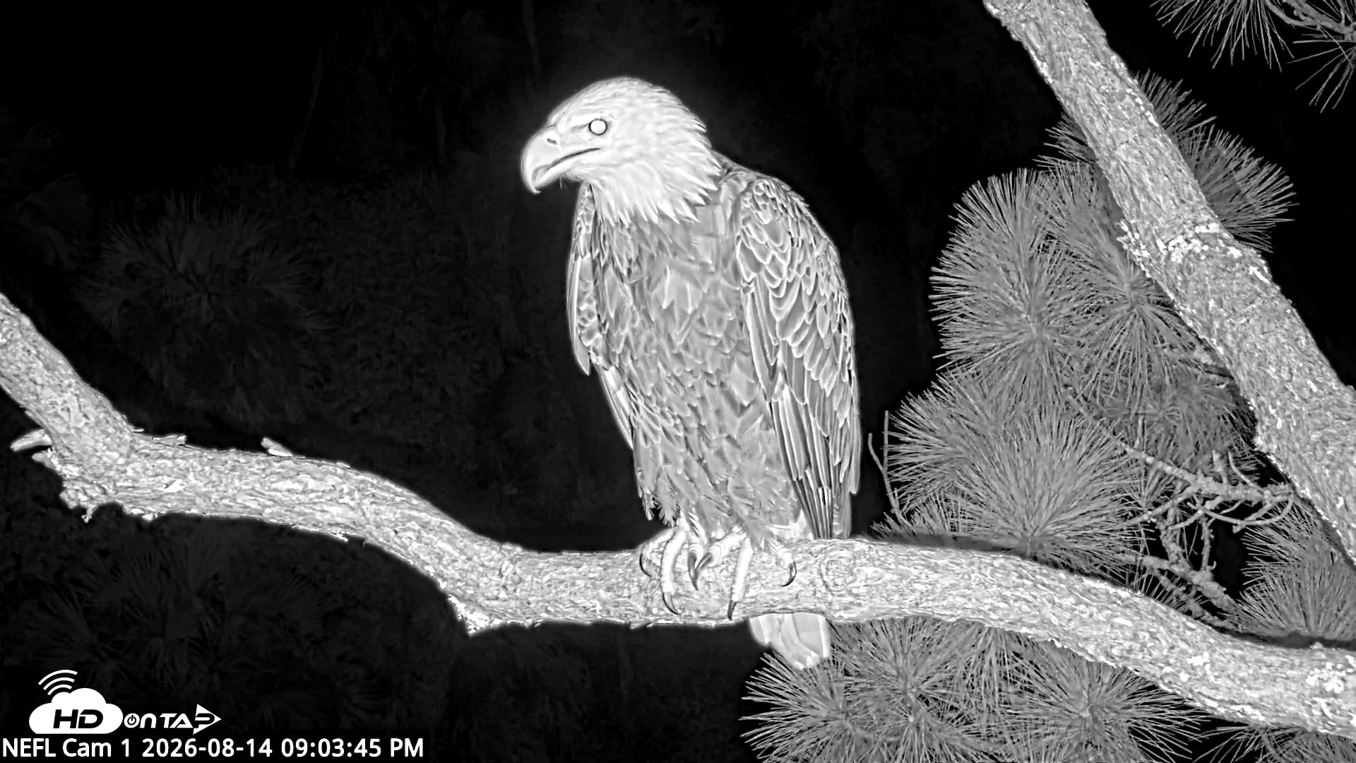 Snapshot of NE Florida Eagles Live Webcam taken Aug 14, 2026, 9:04pm EDT