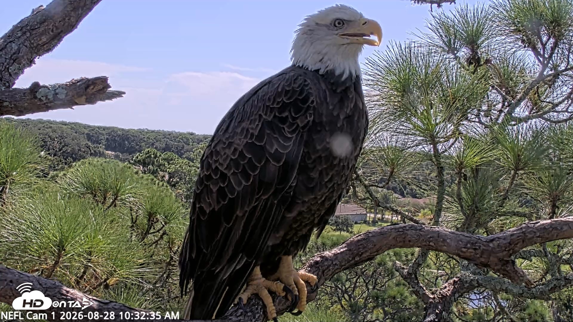 Snapshot of NE Florida Eagles Live Webcam taken Aug 28, 2026, 10:33am EDT