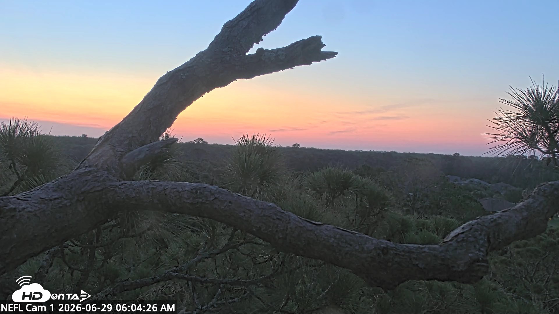 Snapshot of NE Florida Eagles Live Webcam taken Jun 29, 2026, 6:05am EDT