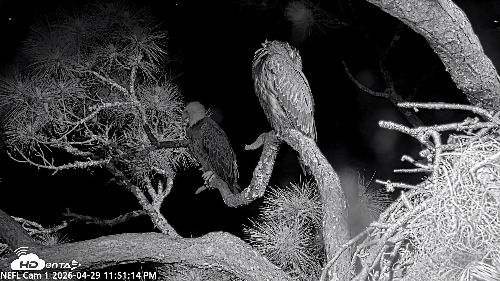 Snapshot of NE Florida Eagles Live Webcam taken Apr 29, 2026, 11:52pm EDT