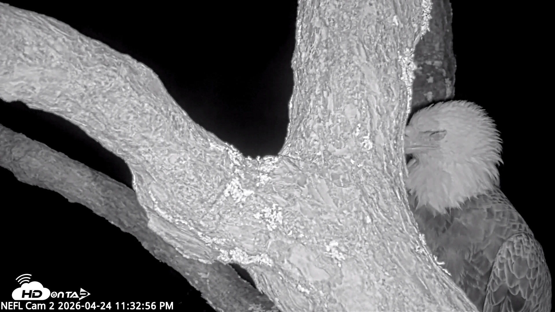 Snapshot of NE Florida Eagles Live Webcam taken Apr 24, 2026, 11:33pm EDT