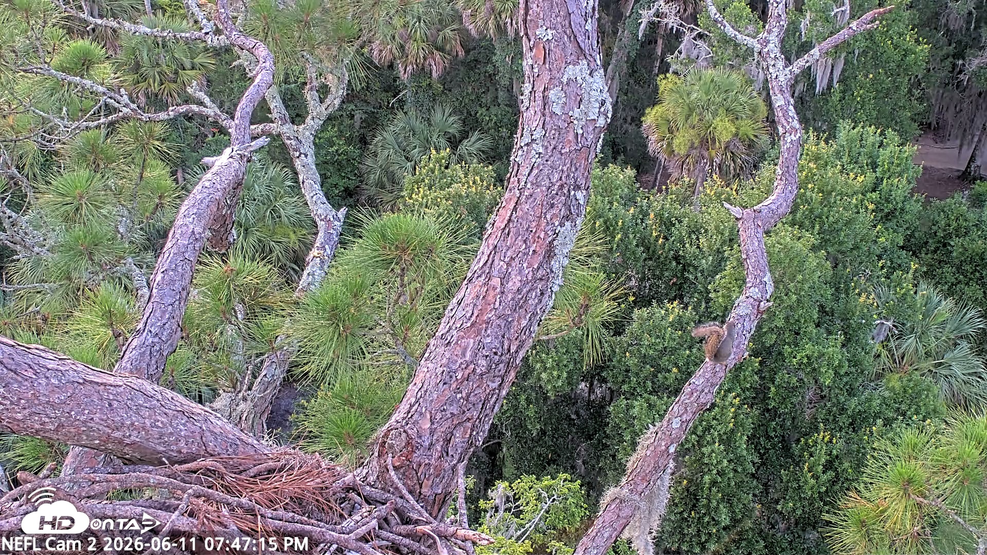 Snapshot of NE Florida Eagles Live Webcam taken Jun 11, 2026, 7:49pm EDT