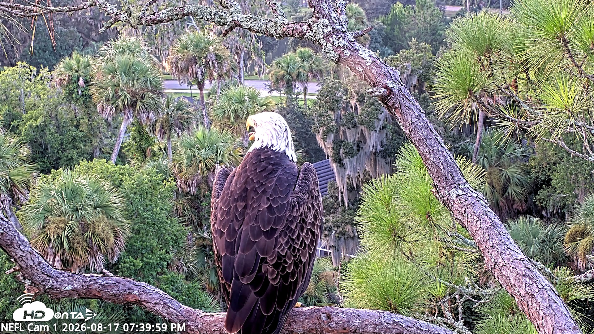 Snapshot of NE Florida Eagles Live Webcam taken Aug 17, 2026, 7:40pm EDT