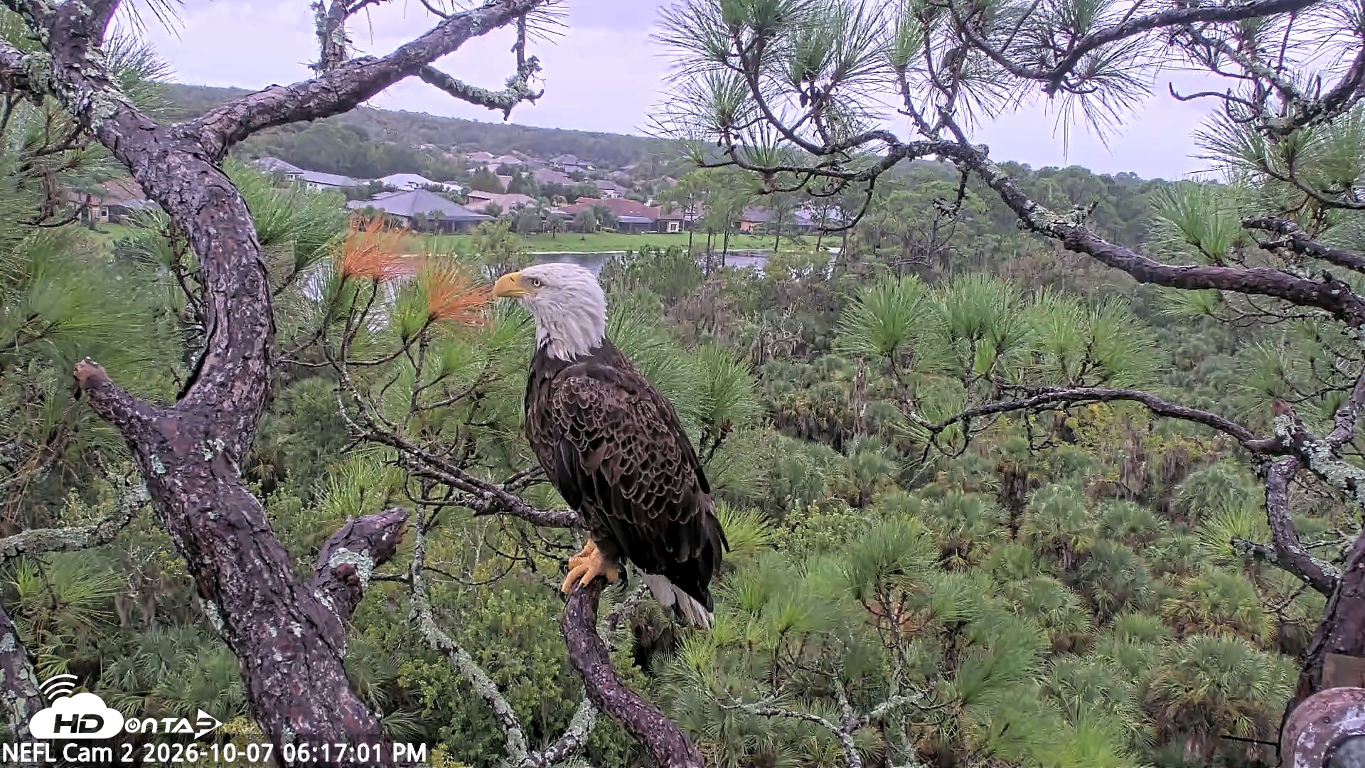 Snapshot of NE Florida Eagles Live Webcam taken Oct 7, 2026, 6:17pm EDT