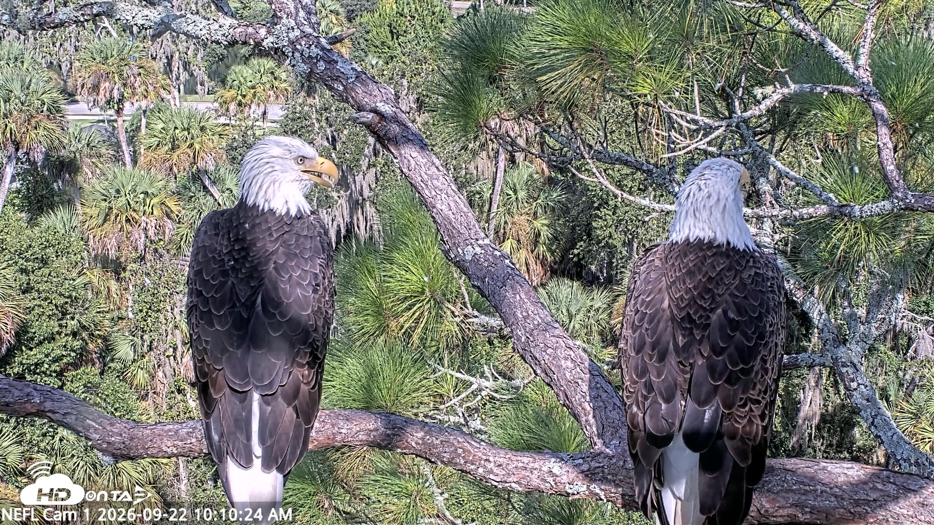 Snapshot of NE Florida Eagles Live Webcam taken Sep 22, 2026, 10:11am EDT
