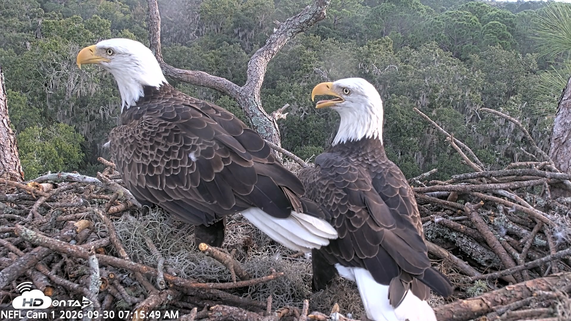 Snapshot of NE Florida Eagles Live Webcam taken Sep 30, 2026, 7:16am EDT