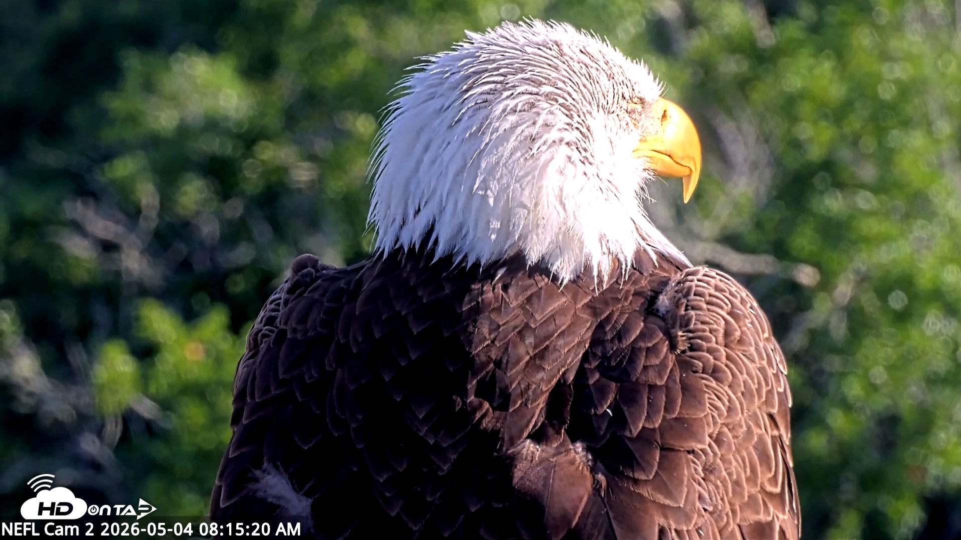 Snapshot of NE Florida Eagles Live Webcam taken May 4, 2026, 8:16am EDT