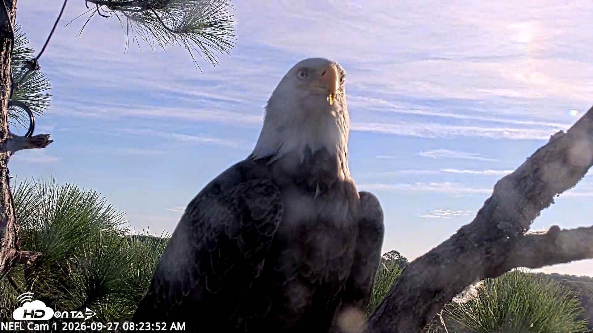 Snapshot of NE Florida Eagles Live Webcam taken Sep 27, 2026, 8:24am EDT