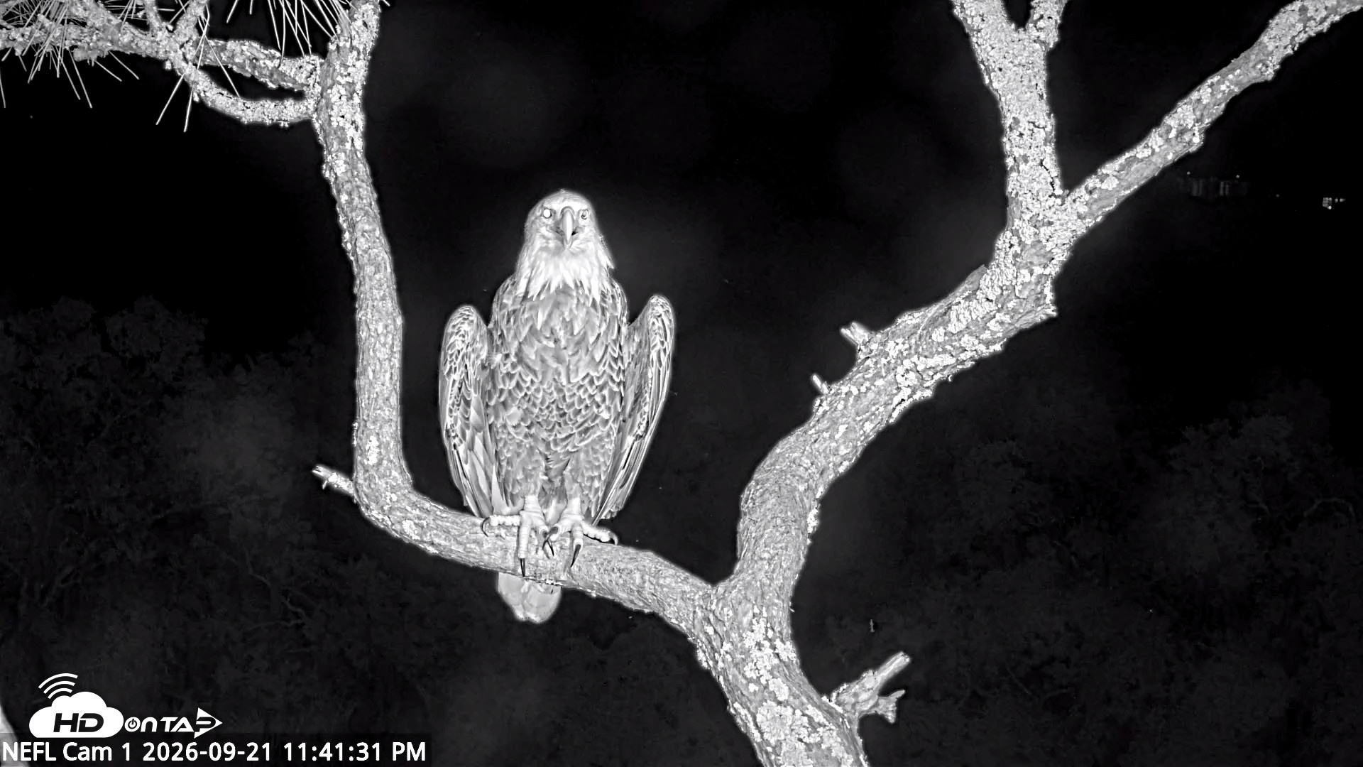 Snapshot of NE Florida Eagles Live Webcam taken Sep 21, 2026, 11:42pm EDT
