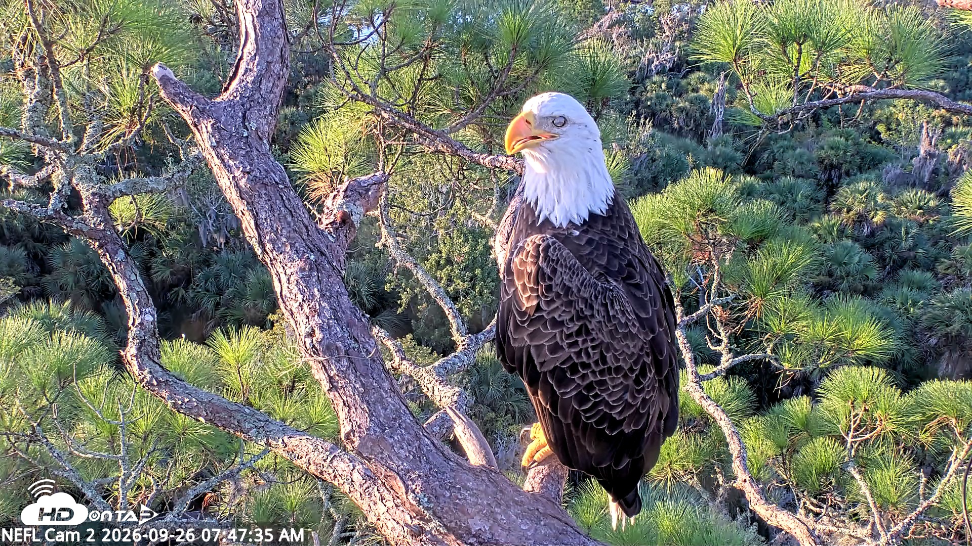 Snapshot of NE Florida Eagles Live Webcam taken Sep 26, 2026, 7:48am EDT