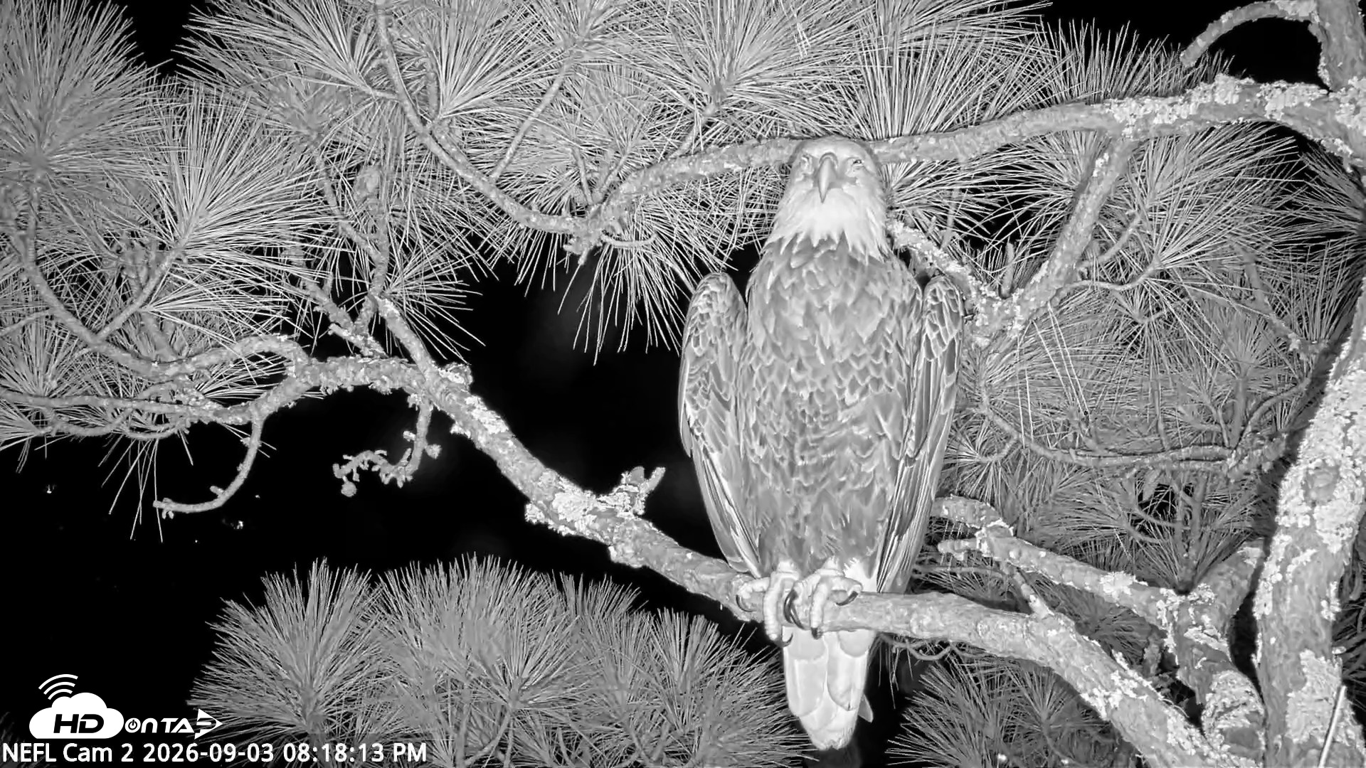 Snapshot of NE Florida Eagles Live Webcam taken Sep 3, 2026, 8:19pm EDT