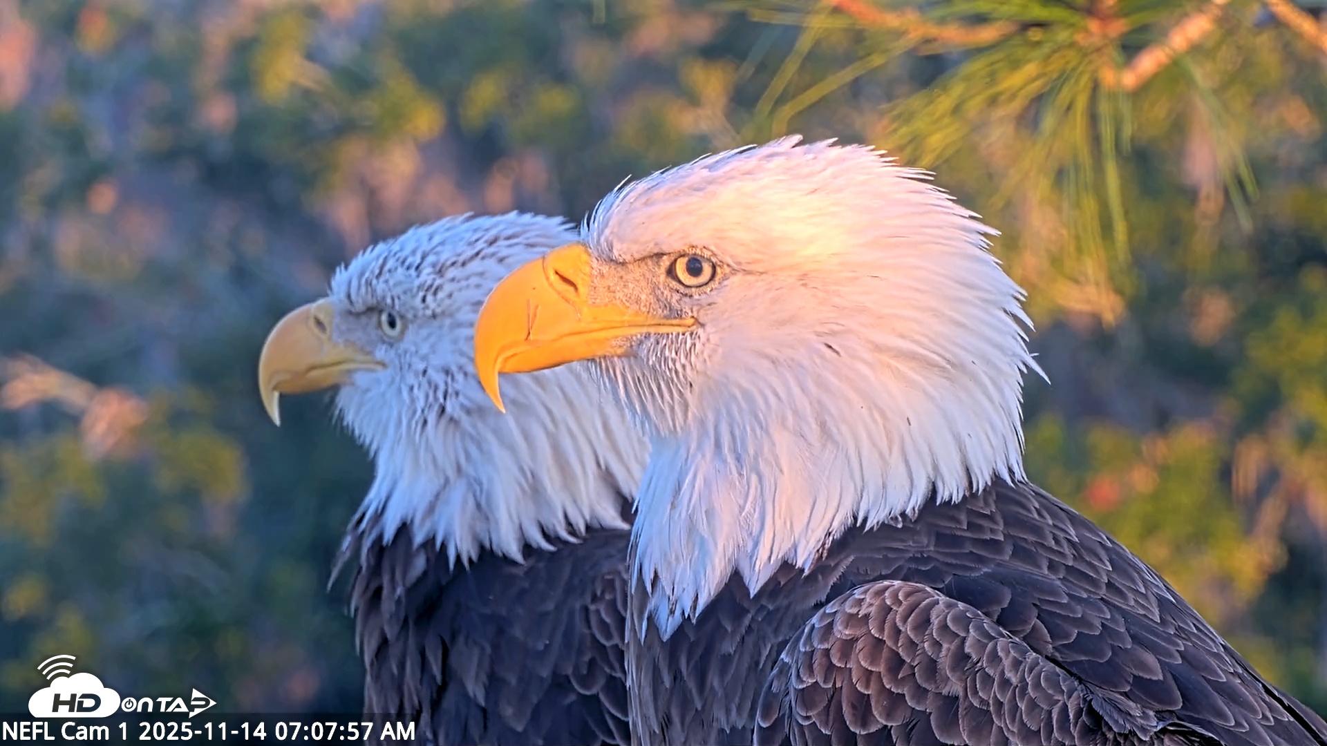Snapshot of NE Florida Eagles Live Webcam taken Nov 14, 2025, 7:08am EST
